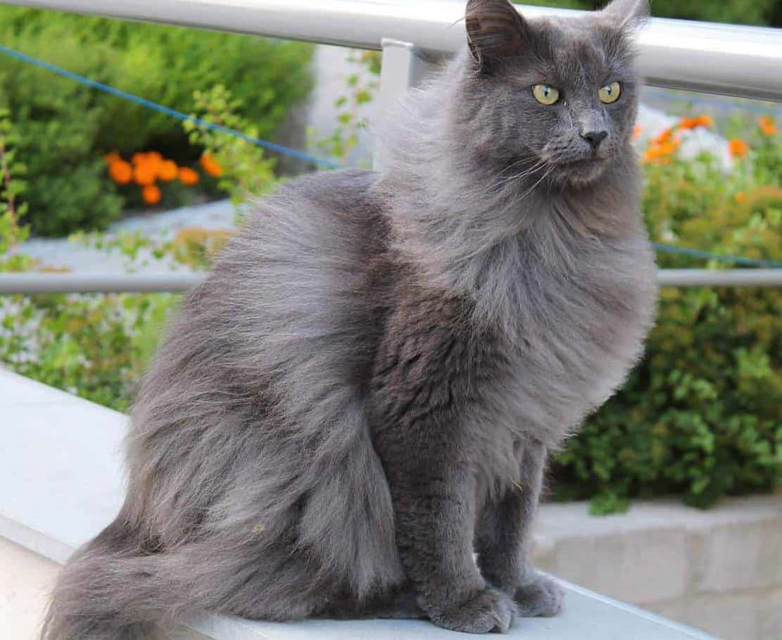 Nebelung 桌布 壁紙 — 一隻毛茸茸的灰色貓咪，有著引人注目的黃色眼睛，威風凜凜地坐在金屬欄杆上，俯瞰著綠意和橙色花朵。