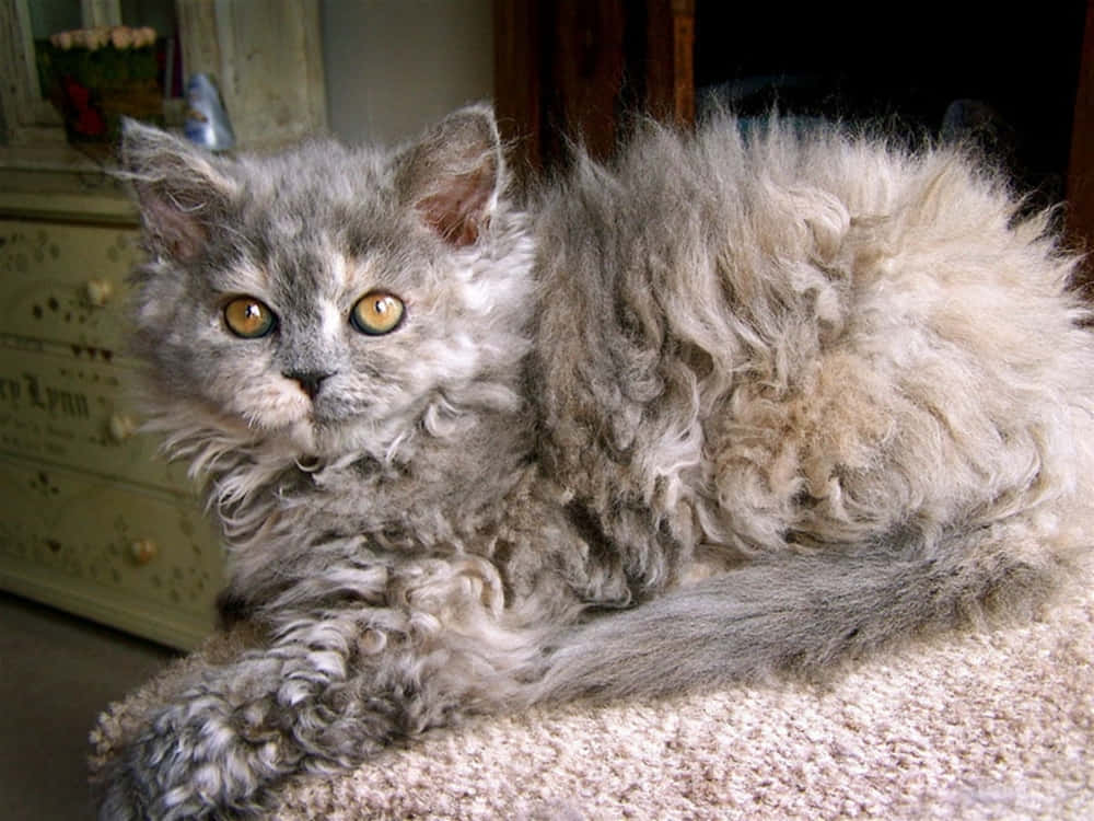 Selkirk Rex 桌布 壁紙 — 一隻毛茸茸的灰色貓咪，有著明亮的琥珀色眼睛，在復古梳妝檯附近的米色地毯上休息。