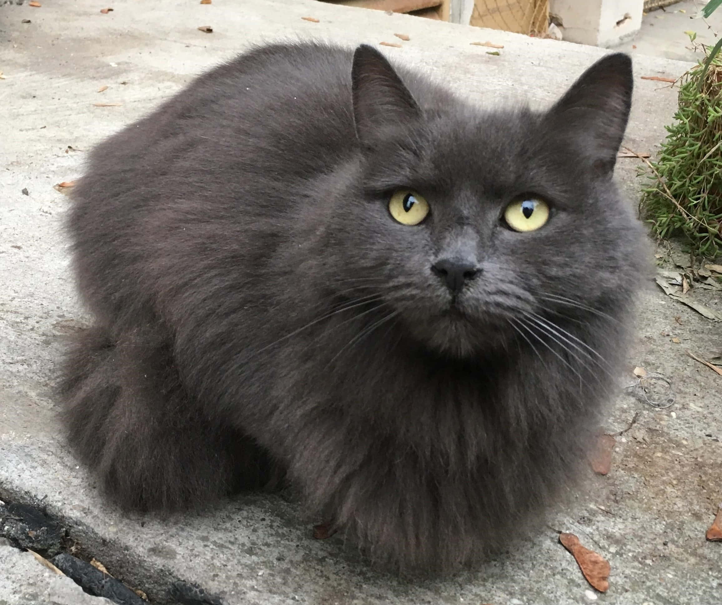 Nebelung 桌布 壁紙 — 一隻毛茸茸的灰色貓咪，有著明亮的黃色眼睛，警覺地坐在混凝土行人路上，周圍有稀疏的綠色植物。