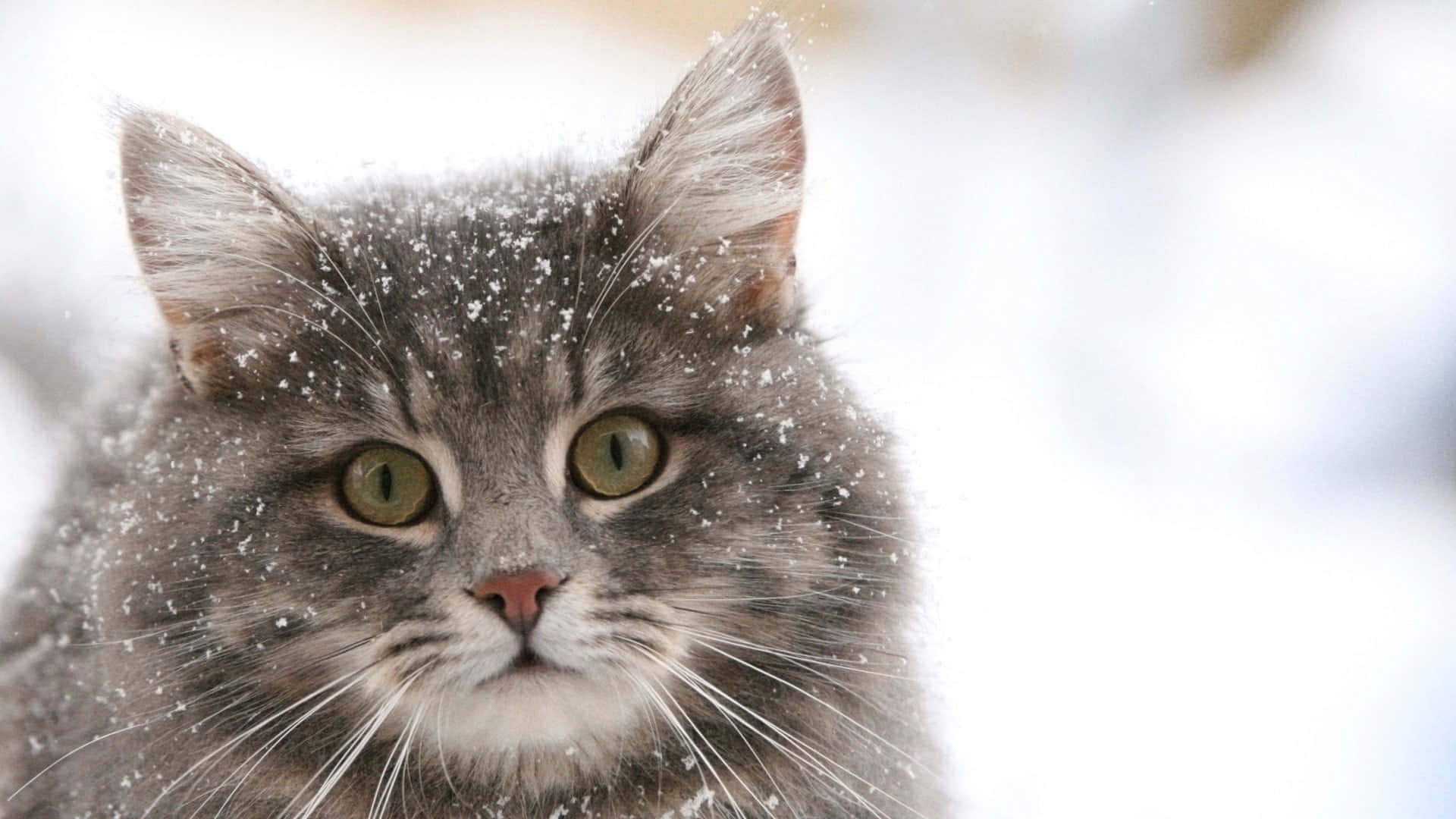 Siberian Cat 桌布 壁紙 — 一隻毛茸茸的灰色貓咪，有著綠色眼睛，在雪景背景下，雪花輕輕落在牠的毛髮上，平靜地凝視著。