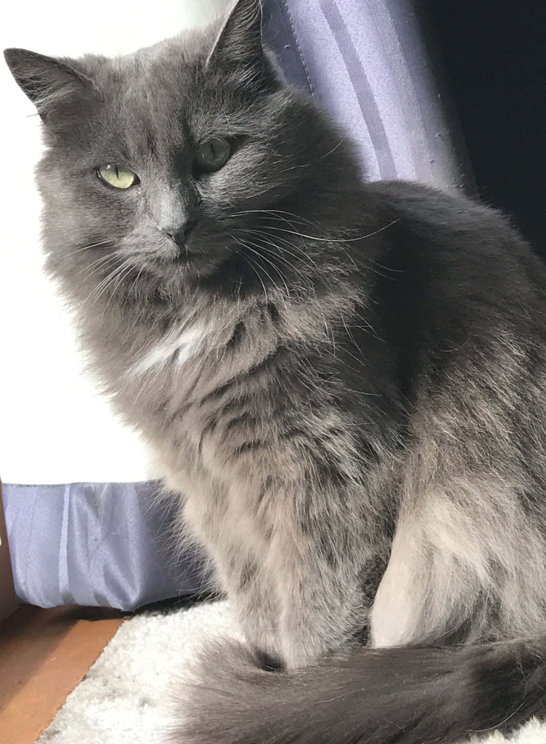 Nebelung 桌布 壁紙 — 一隻毛茸茸的灰色貓咪，有著綠色眼睛，靜靜地坐在靠近紫色窗簾的窗戶旁的白色地毯上。