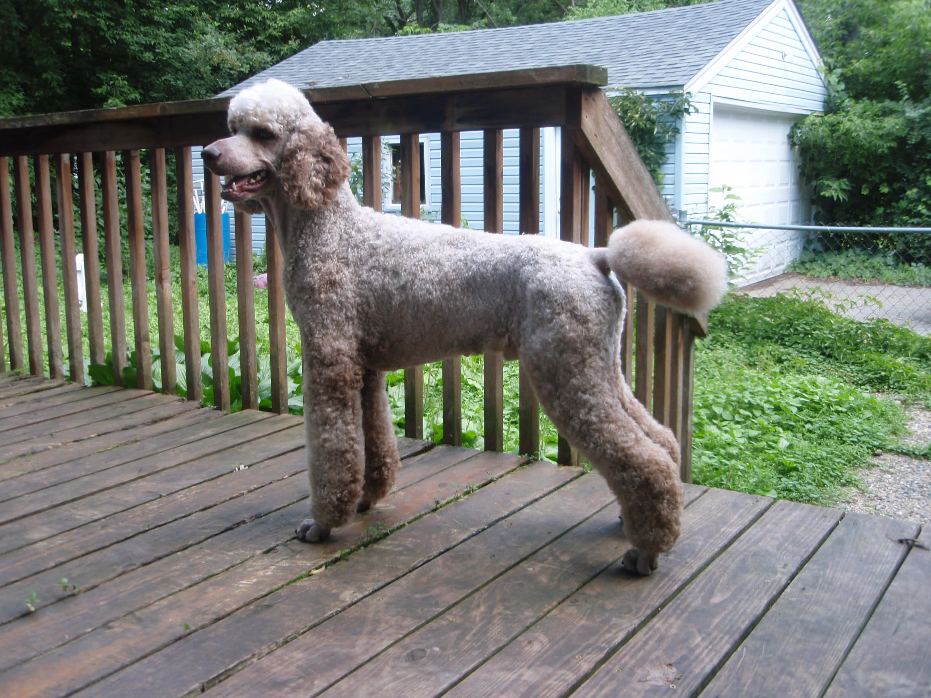 Poodle 桌布 壁紙 — 一隻毛茸茸的灰色貴賓犬自豪地站在一個風化的木甲板上，周圍環繞著茂密的綠色植物和一個白色棚屋。