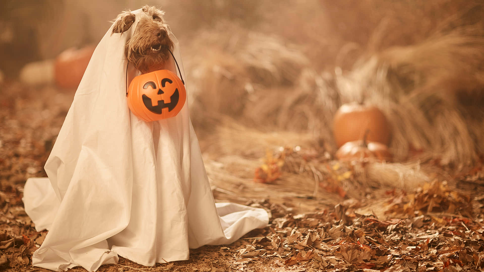 Halloween Pet Costumes 桌布 壁紙 — 一隻毛茸茸的狗打扮成鬼魂，拿著傑克南瓜燈桶，站在南瓜附近的秋葉堆中。