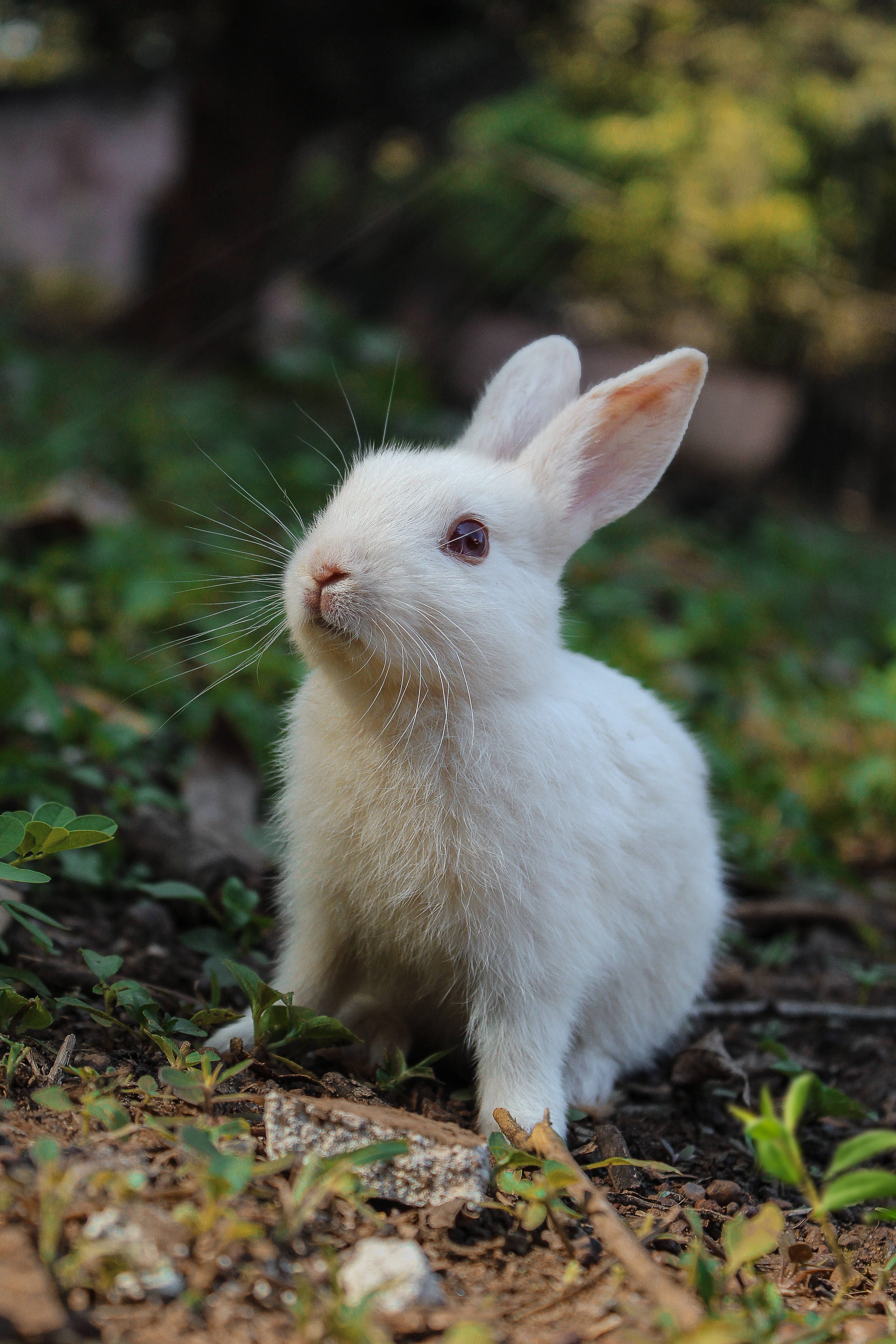 Adorable White Bunny in a Natural Setting 壁紙 — 一隻毛茸茸的白兔，長著長長的鬍鬚，警覺地坐在陽光照射的綠色草地和泥土上。