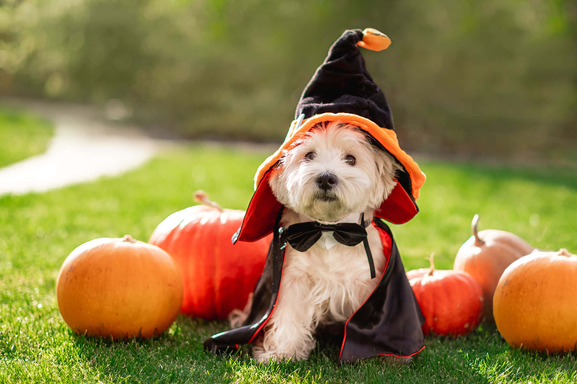 Halloween Pet Costumes 桌布 壁紙 — 一隻毛茸茸的白狗打扮成女巫，戴著黑色帽子和斗篷，坐在綠色草地上橙色南瓜之間。