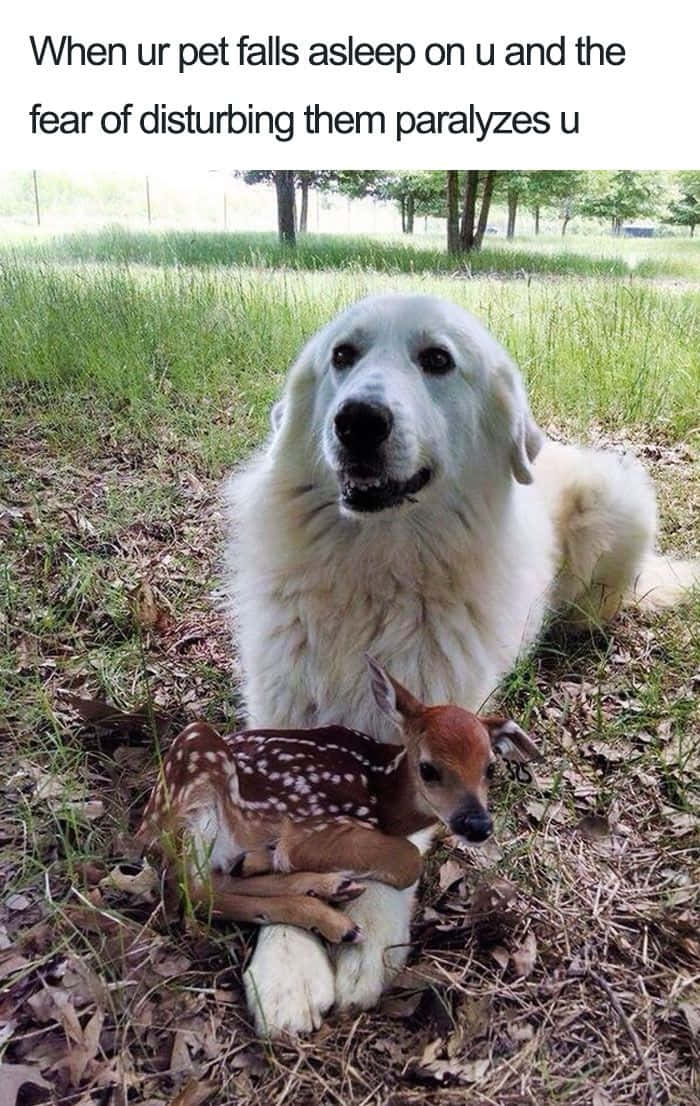 Pet Memes 桌布 壁紙 — 一隻毛茸茸的白狗輕輕地抱著一隻在草地上睡覺的斑點小鹿，背景有樹木。
