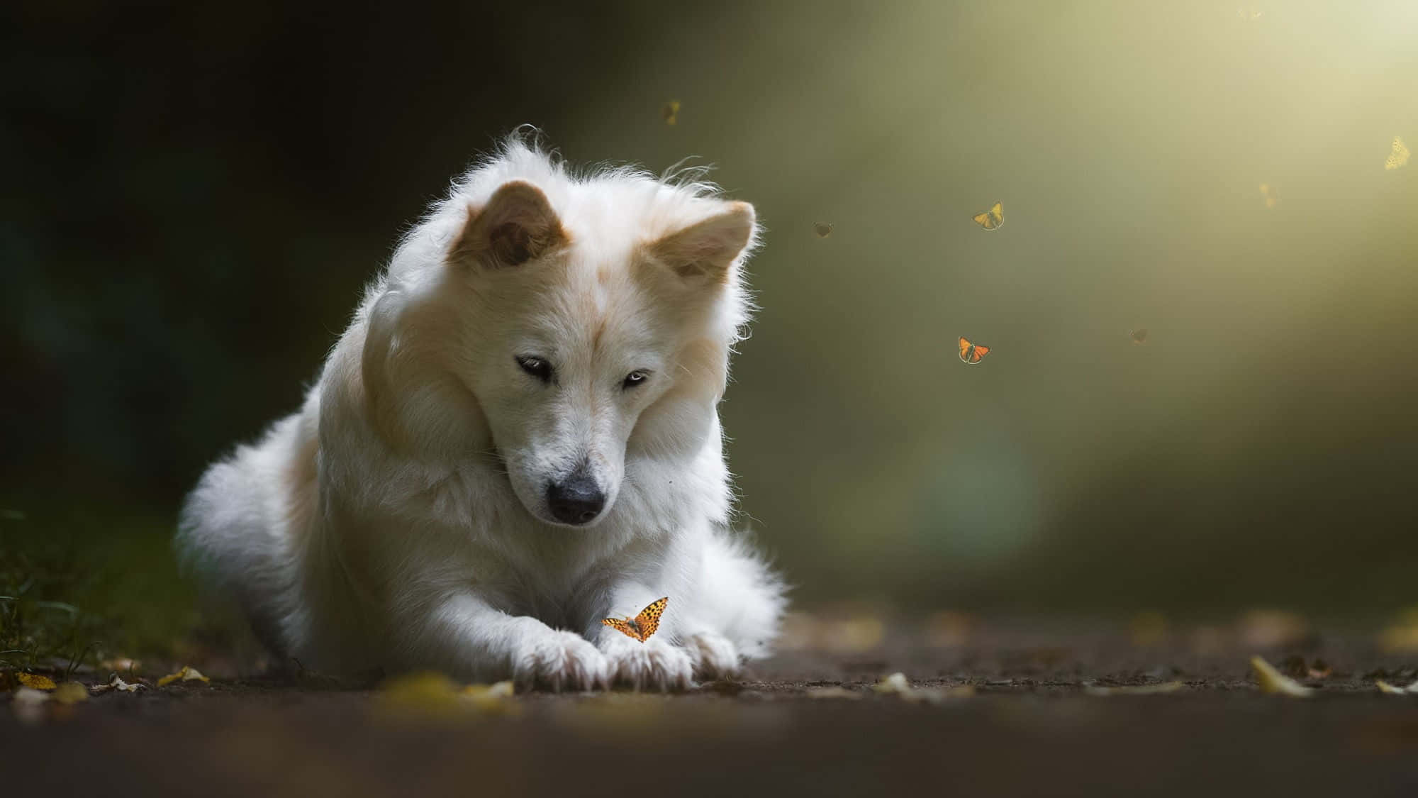 Wolf Pup 桌布 壁紙 — 一隻毛茸茸的白狗輕輕地躺在森林地面上，金色的蝴蝶在柔和的陽光中圍繞著牠的爪子翩翩起舞。