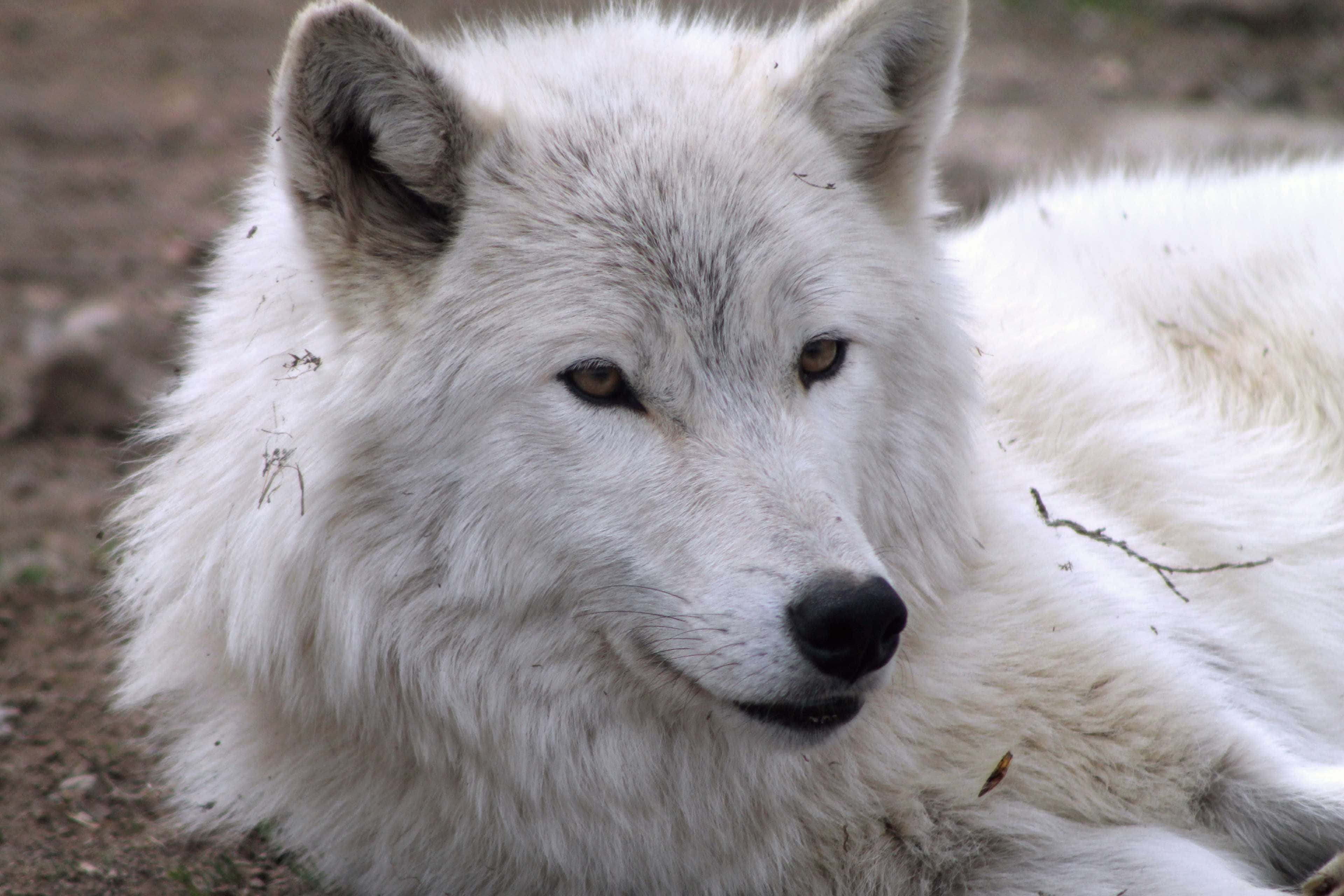 Arctic Wolf 桌布 壁紙 — 一隻毛茸茸的白狼在泥土上休息的特寫，目光平靜而警覺。