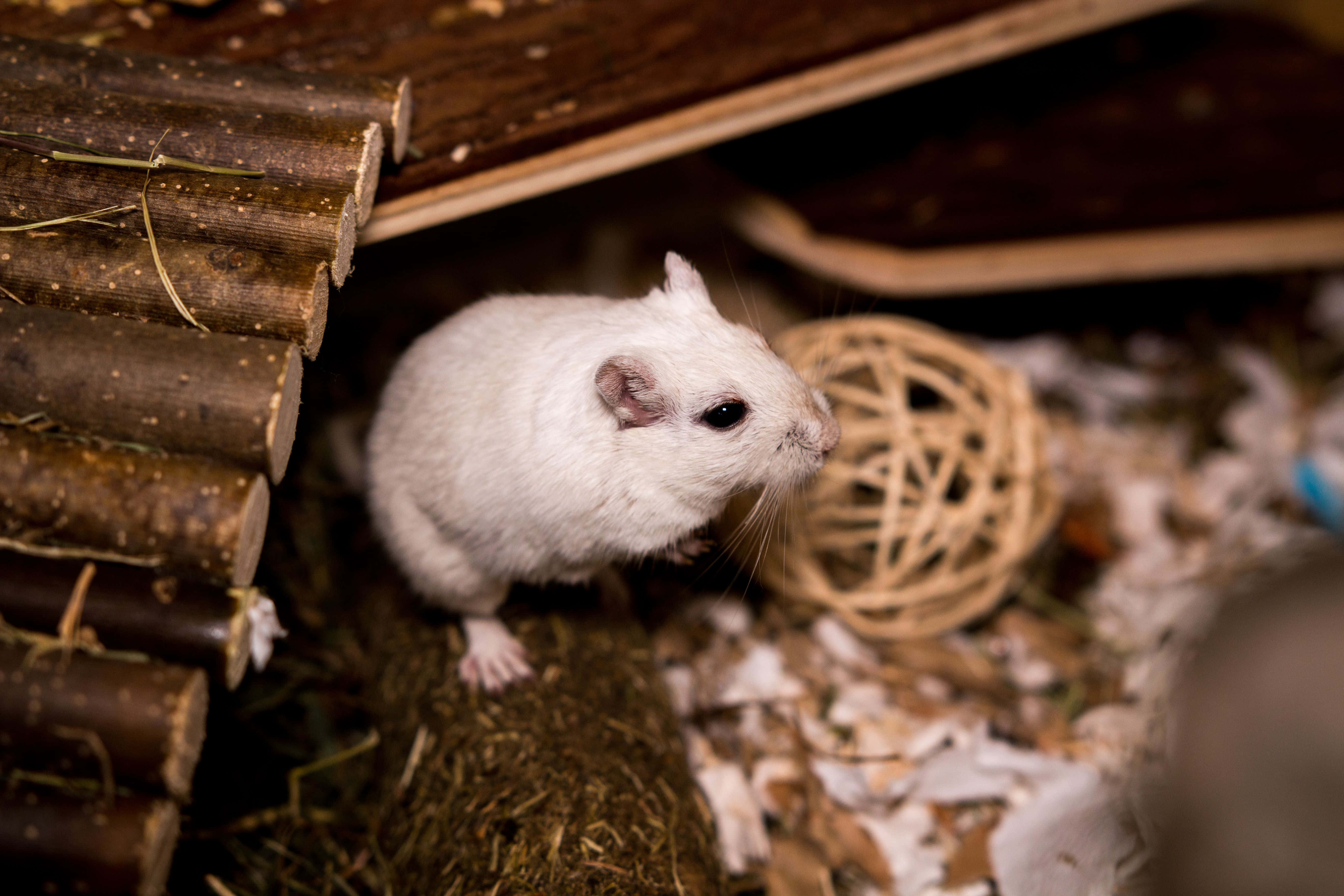 Gerbil 桌布 壁紙 — 一隻毛茸茸的白色倉鼠在舒適的圍欄內，警覺地站在乾草上，靠近一個編織球和木頭。