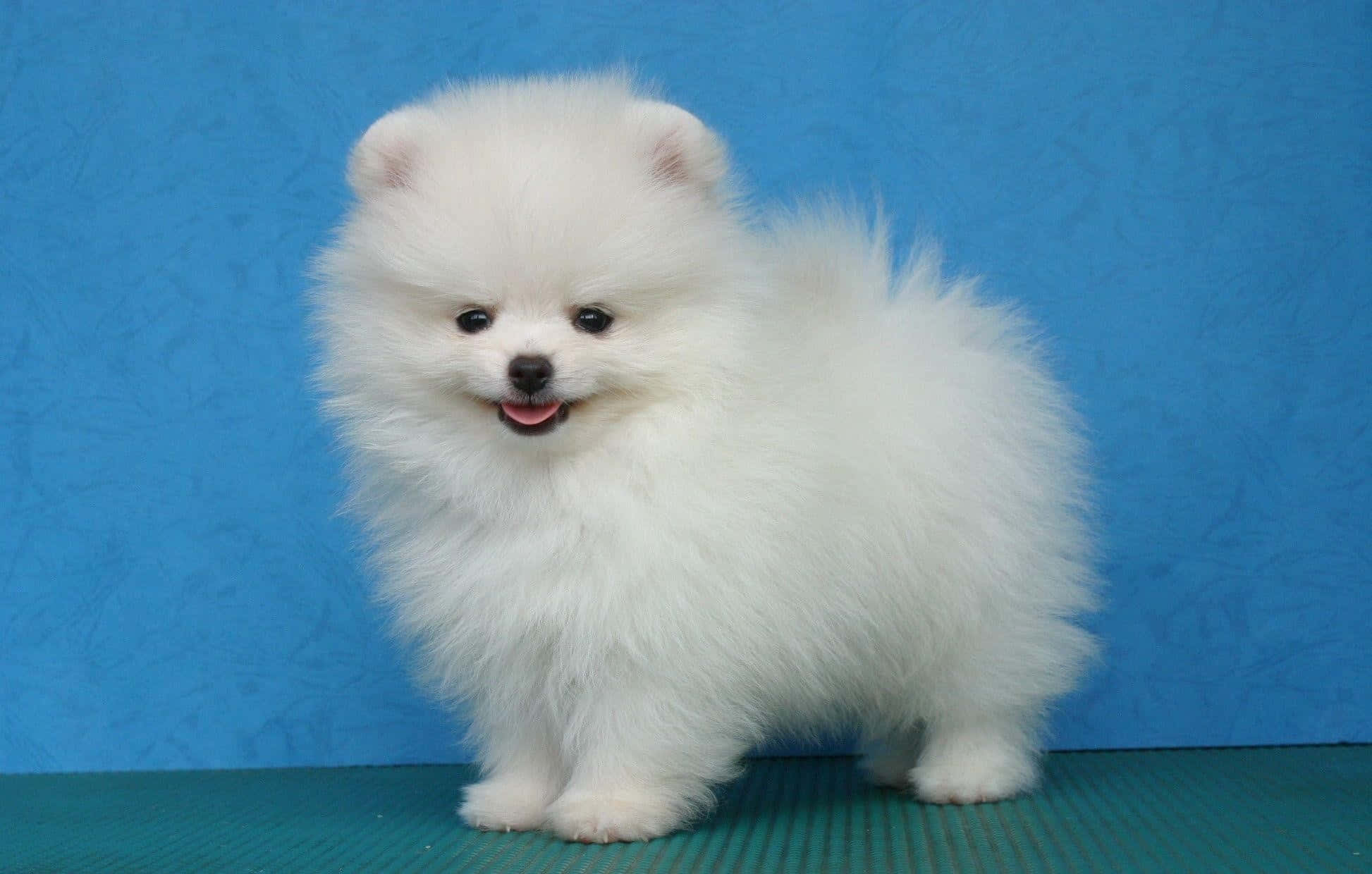 Pomeranian 桌布 壁紙 — 一隻毛茸茸的白色博美犬幼崽在充滿活力的藍色紋理背景前歡快地站立。
