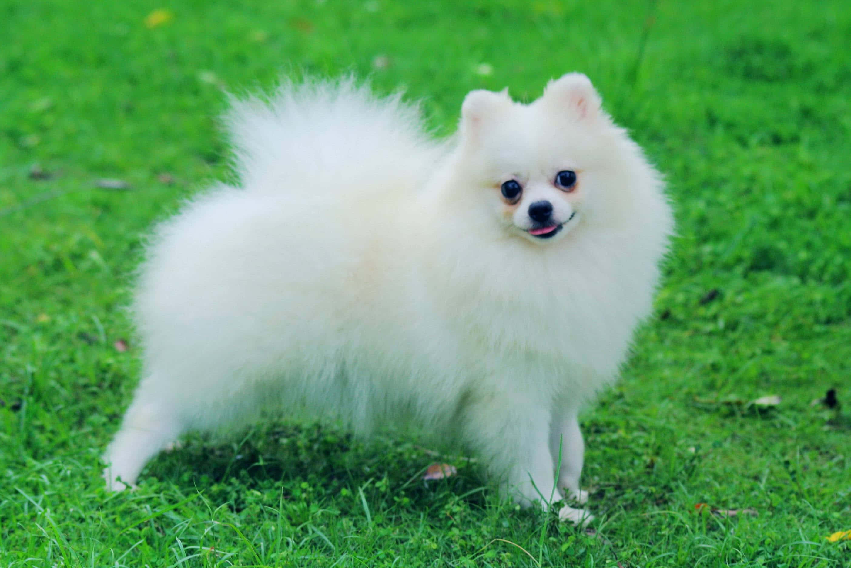 Pomeranian 桌布 壁紙 — 一隻毛茸茸的白色博美犬站在鮮綠色的草地上，警覺地睜著明亮的眼睛，表情頑皮。