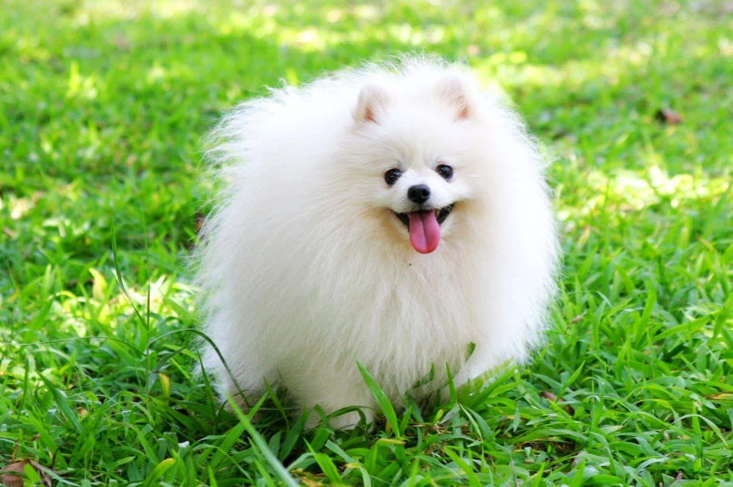 Pomeranian 桌布 壁紙 — 一隻毛茸茸的白色博美犬開心咁坐喺鮮綠色嘅草地上，伸咗條脷出嚟。