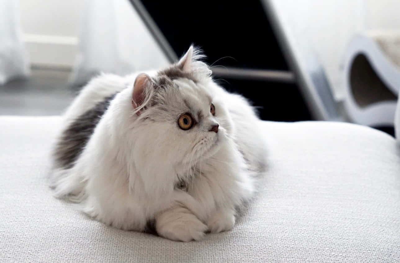 Napoleon Cat 桌布 壁紙 — 一隻毛茸茸的白色和灰色波斯貓，有著引人注目的琥珀色眼睛，平靜地躺在淺灰色紋理表面上。