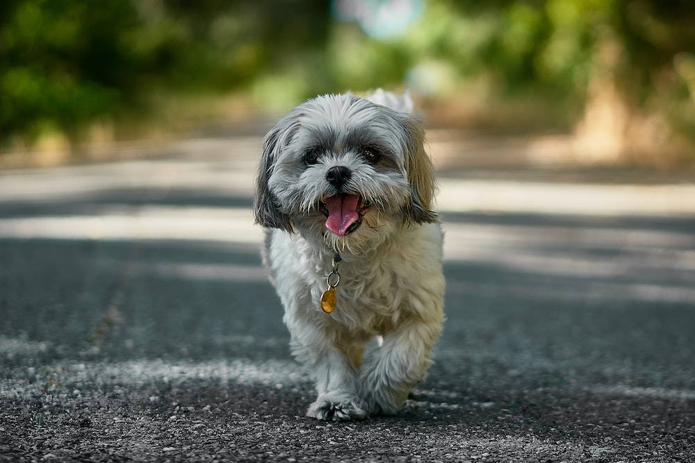 shih tzu 桌布 壁紙 — 一隻毛茸茸的白色和灰色西施犬在陽光明媚的瀝青小徑上，背景有綠樹，快樂地跑向鏡頭。