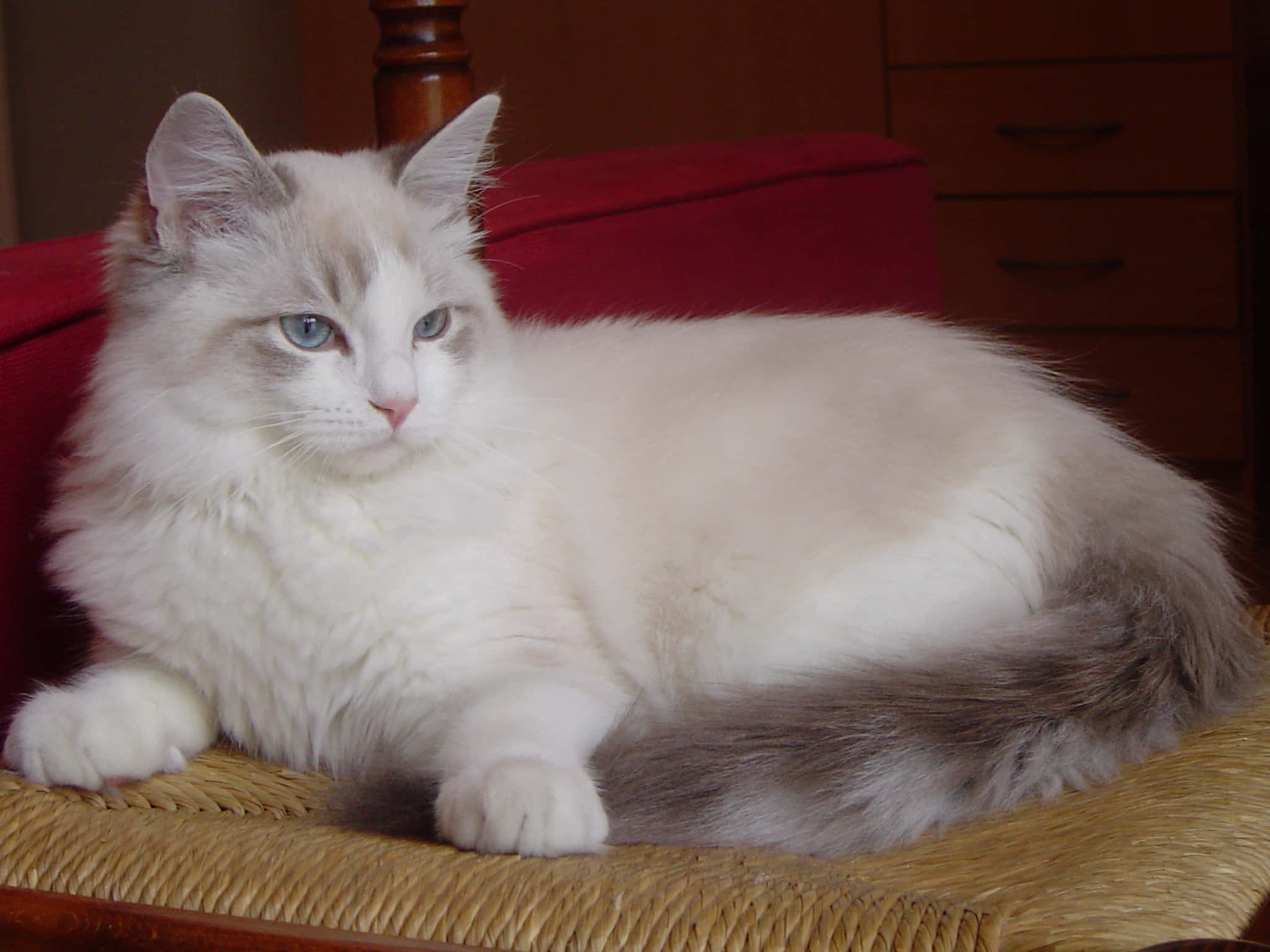 Ragdoll 桌布 壁紙 — 一隻毛茸茸的白色和灰色貓咪，有著引人注目的藍色眼睛，威風凜凜地躺在紅色軟墊椅子上。