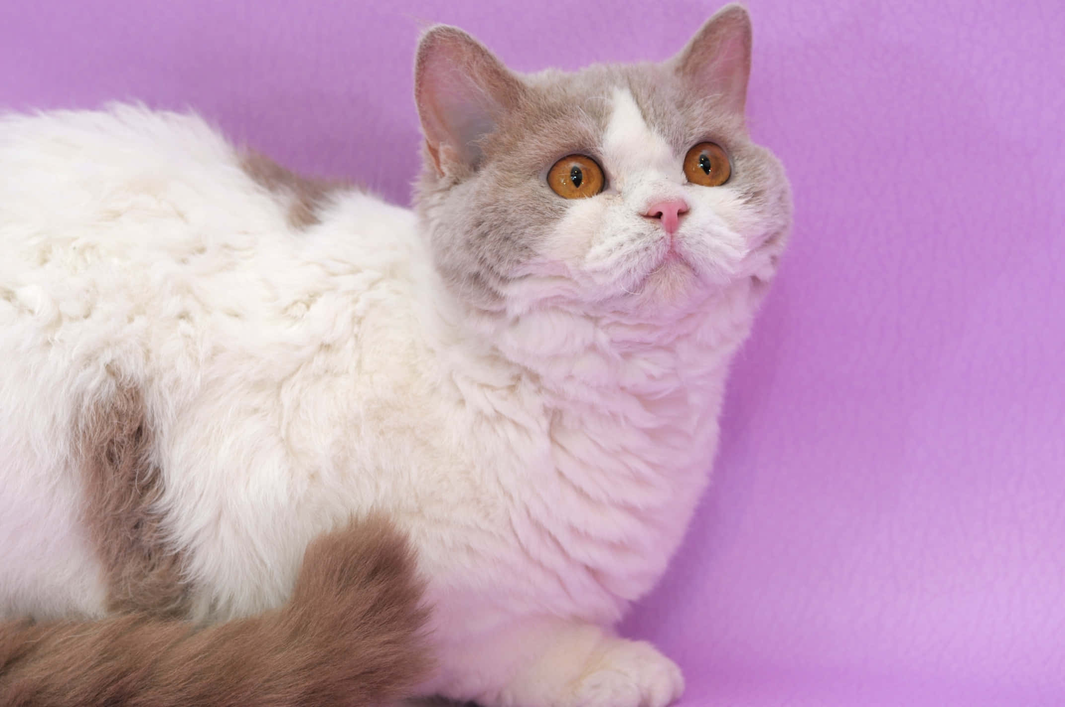 Selkirk Rex 桌布 壁紙 — 一隻毛茸茸的白色和灰色貓咪，琥珀色的眼睛向上凝視，背景是純紫色。