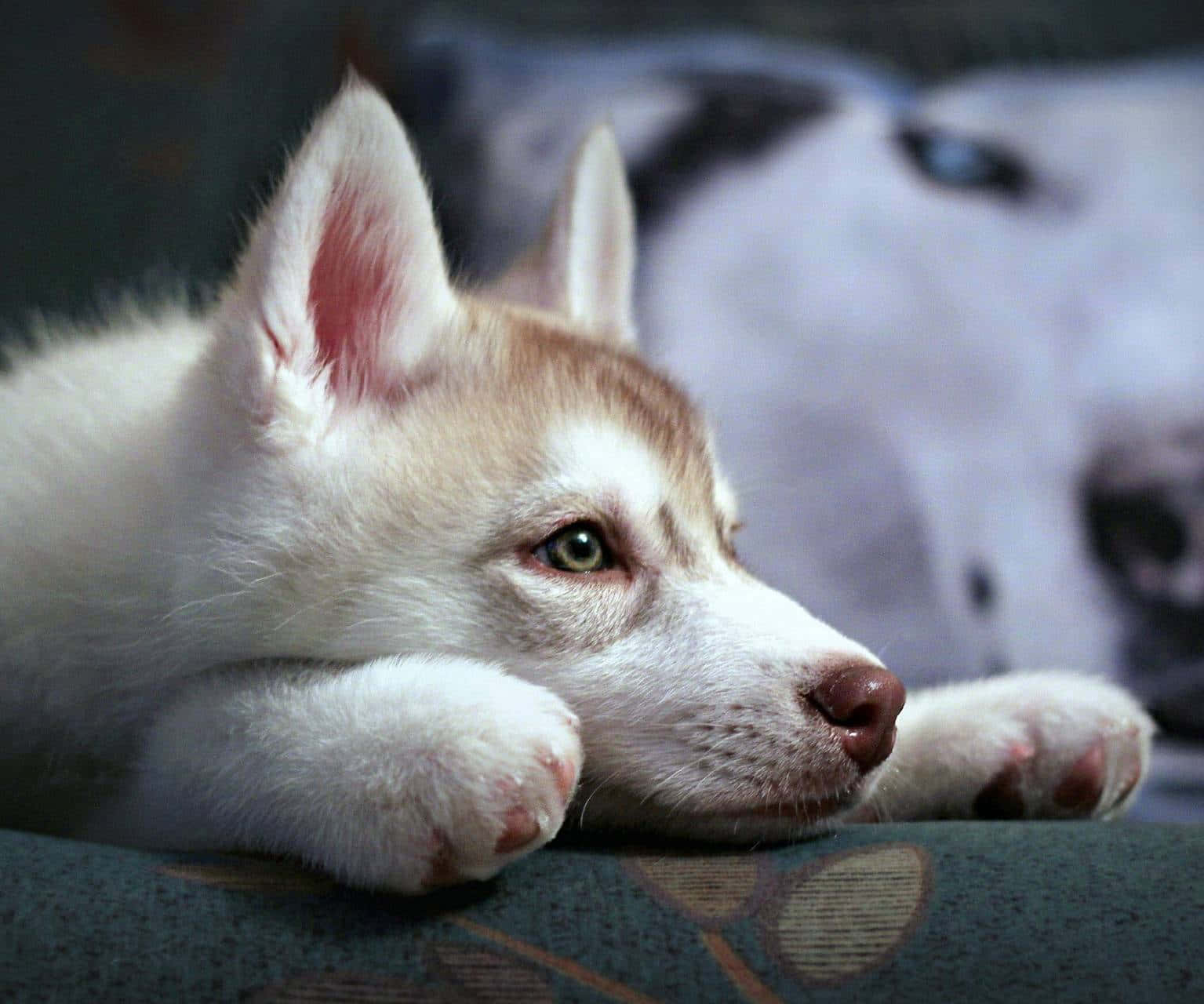 Wolf Pup 桌布 壁紙 — 一隻毛茸茸的白色哈士奇幼犬將爪子放在有圖案的表面上，用引人注目的綠色眼睛若有所思地凝視著。