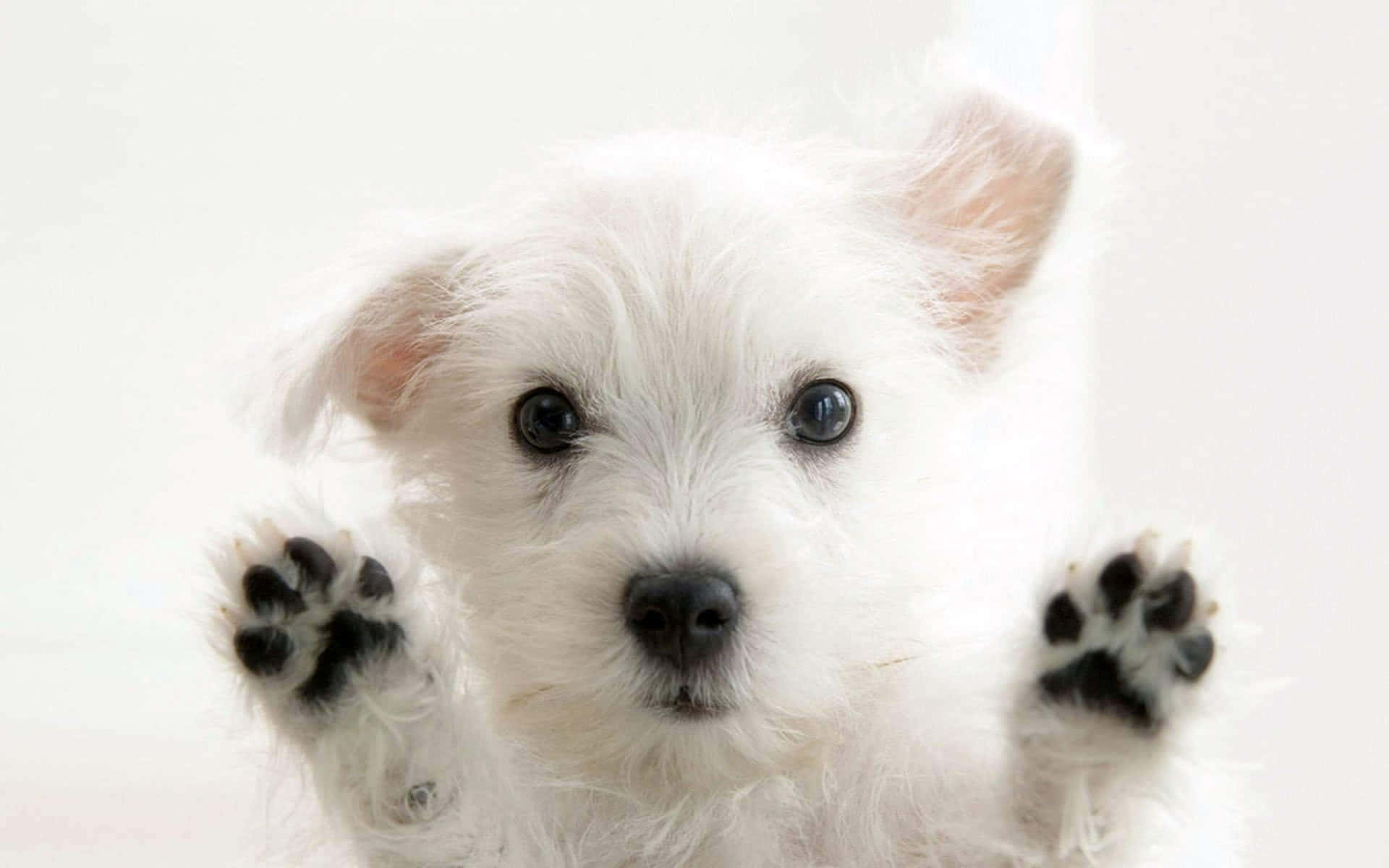 cute dogs 桌布 壁紙 — 一隻毛茸茸的白色小狗，有著大大的黑色眼睛和黑色肉墊，在明亮的白色背景前抬起爪子，做出可愛的歡迎姿勢。