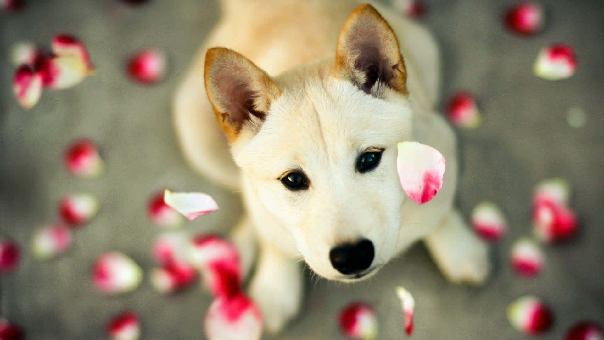 cute dogs 桌布 壁紙 — 一隻毛茸茸的白色小狗，深色眼睛向上望，周圍散落著粉紅色和白色的玫瑰花瓣在灰色表面上。