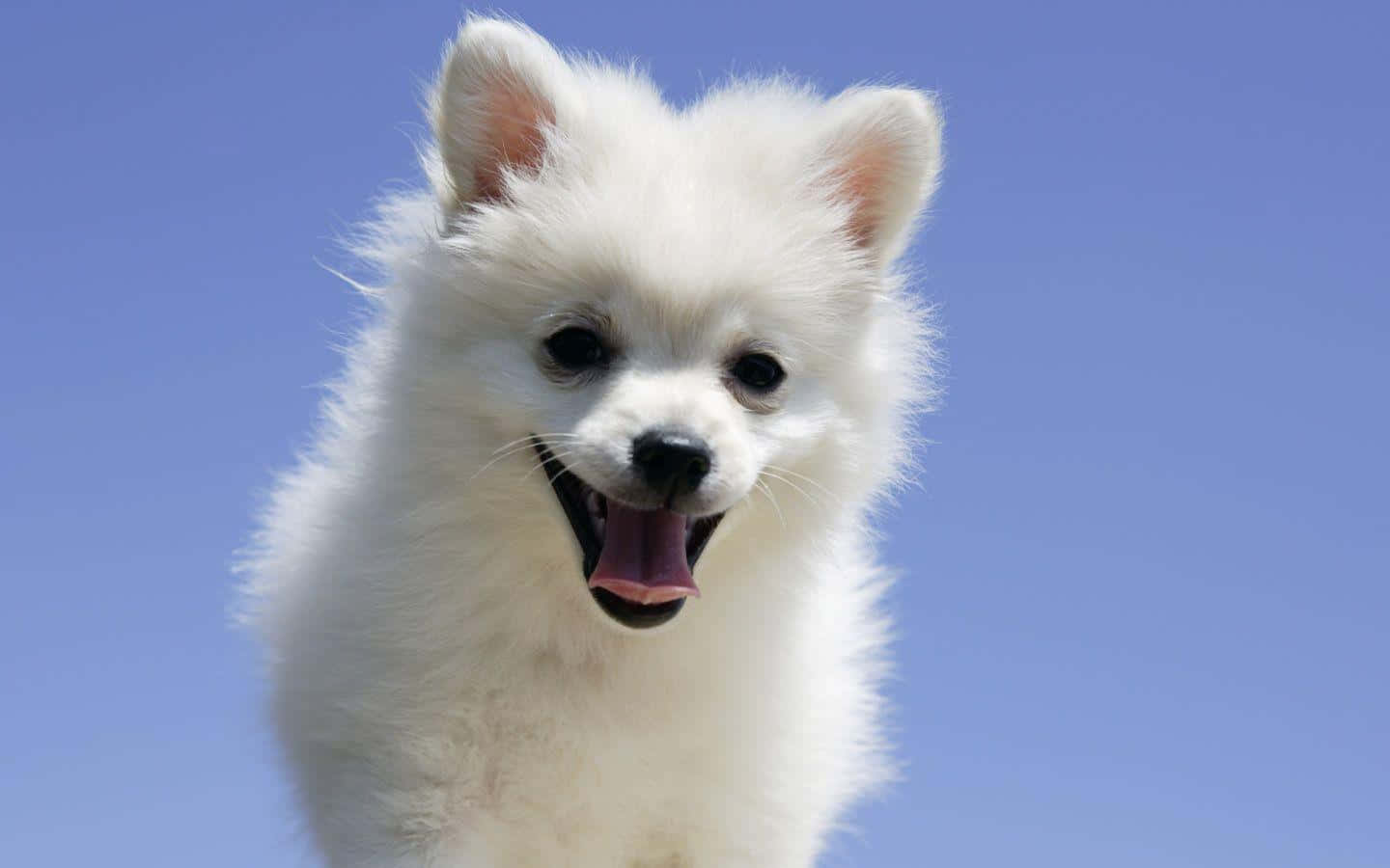 Pomeranian 桌布 壁紙 — 一隻毛茸茸的白色小狗，眼睛明亮，嘴巴張開，在晴朗的藍天下快樂地微笑。
