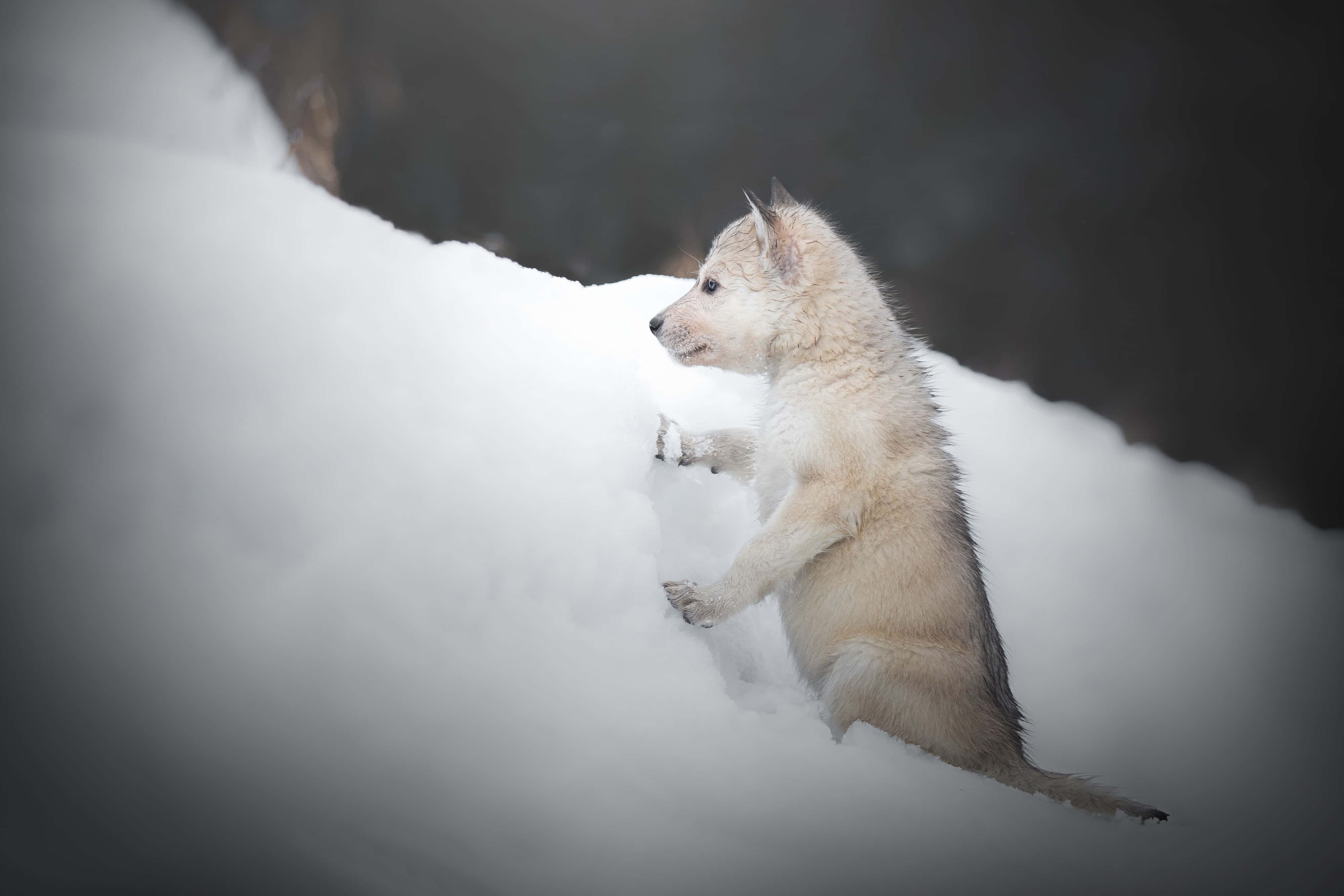 Wolf In Snow 桌布 壁紙 — 一隻毛茸茸的白色小狗在雪地上警覺地站立，背景是深色模糊的。