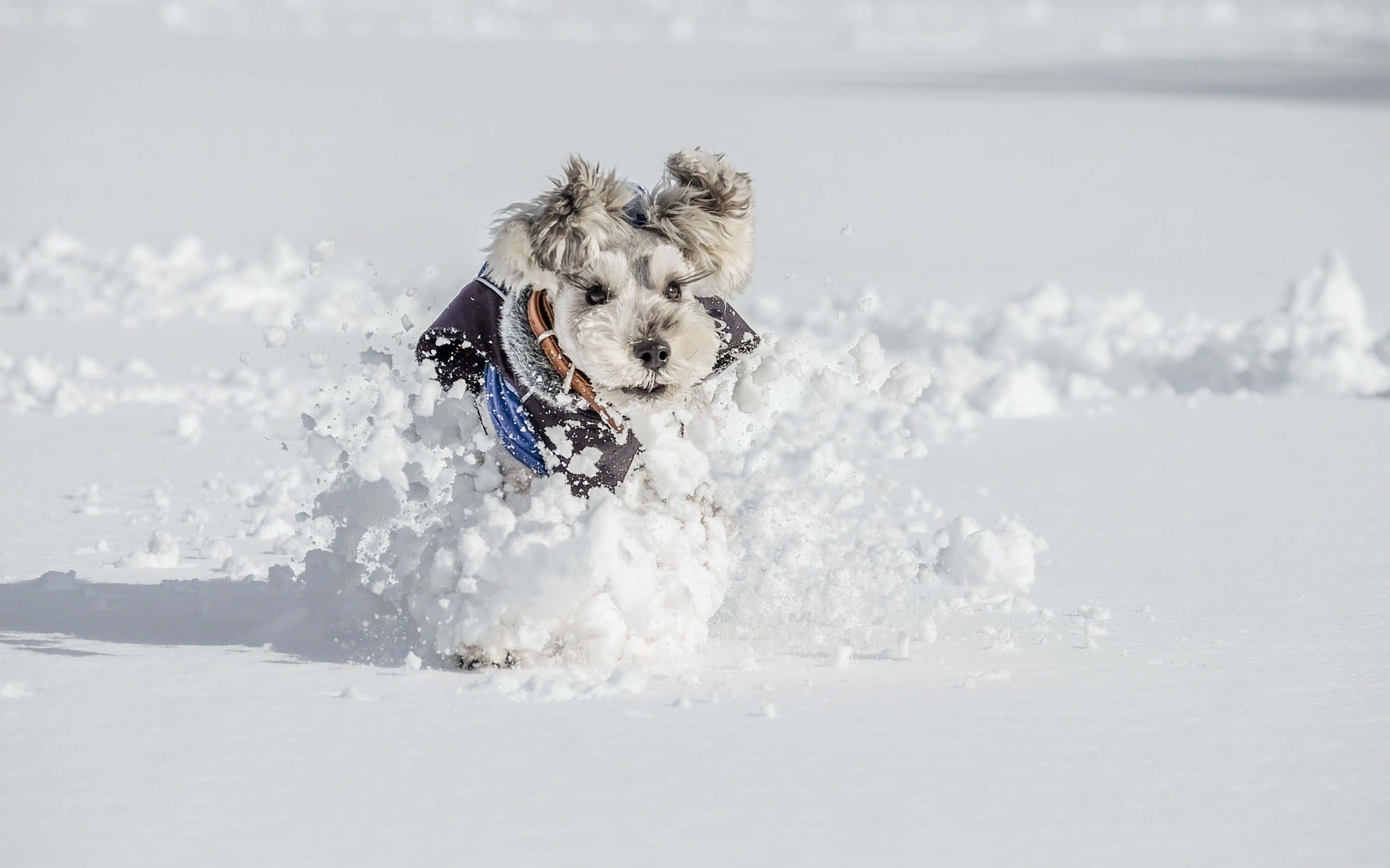 Winter Animal 桌布 壁紙 — 一隻毛茸茸的白色小狗穿著冬季外套，在剛下的雪中奔跑，濺起雪花。