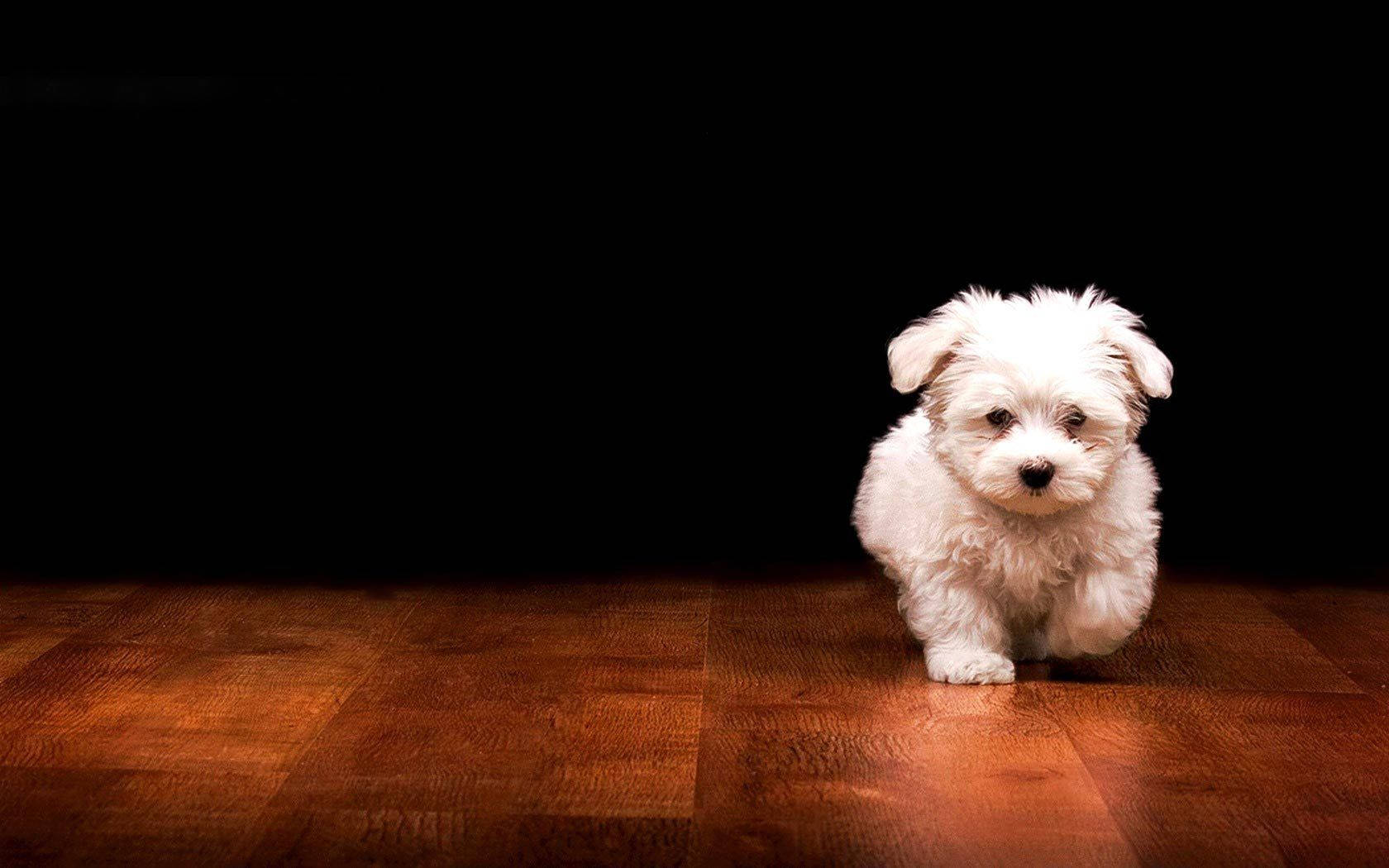 Puppy Dog 桌布 壁紙 — 一隻毛茸茸的白色小狗站在溫暖的木地板上，背景是純黑色，被柔和的聚光燈照亮。