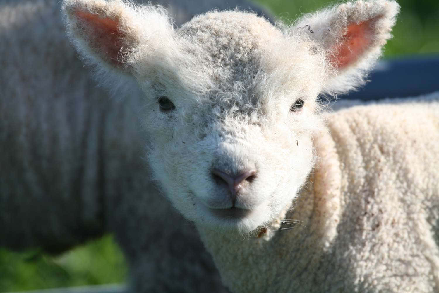 Lamb 桌布 壁紙 — 一隻毛茸茸的白色小羊，擁有柔軟的羊毛和好奇的眼睛，在明亮的日光下直視鏡頭的特寫。