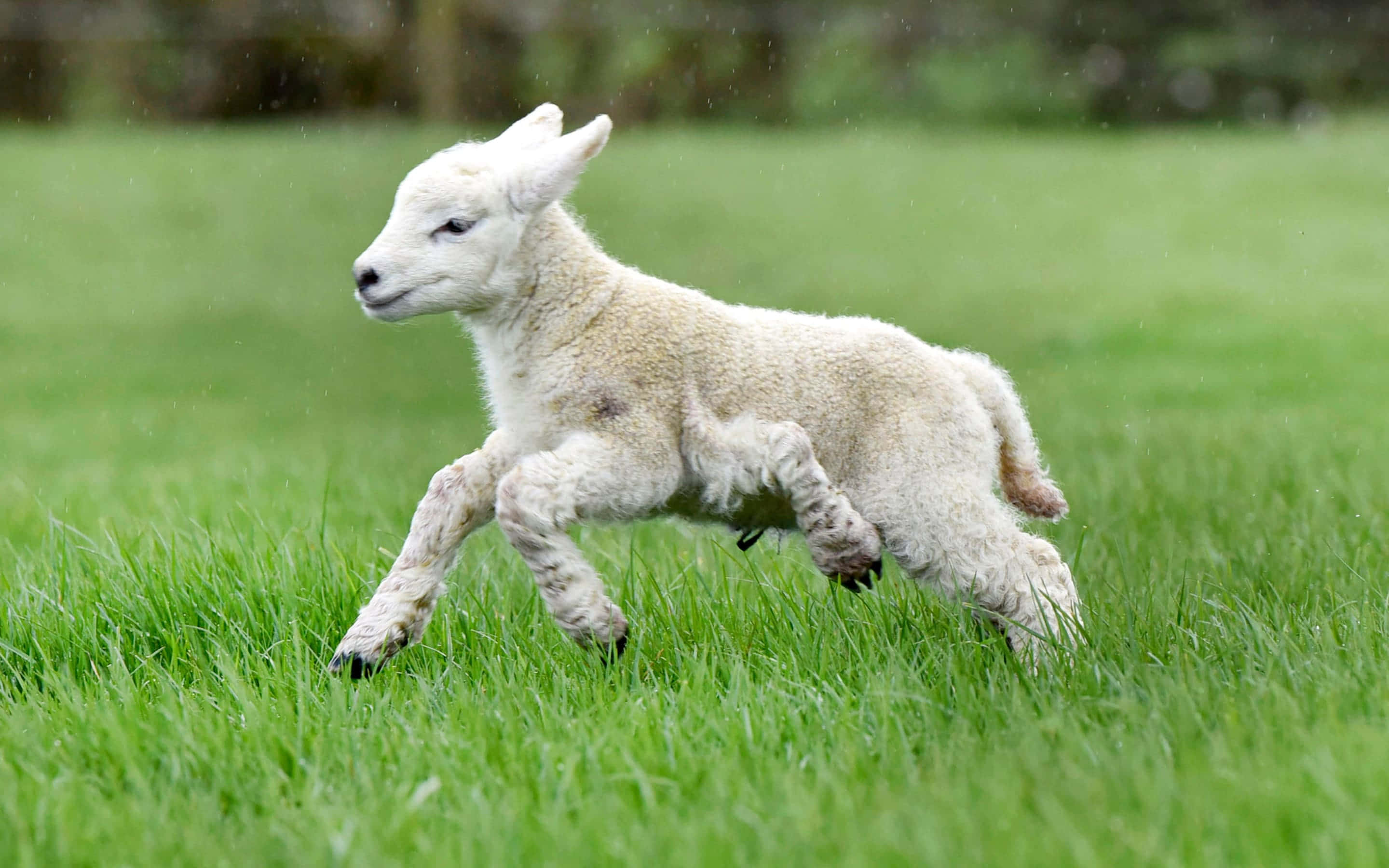 Lamb 桌布 壁紙 — 一隻毛茸茸的白色小羊在柔和的雨點下，歡快地跳過充滿活力的綠草。
