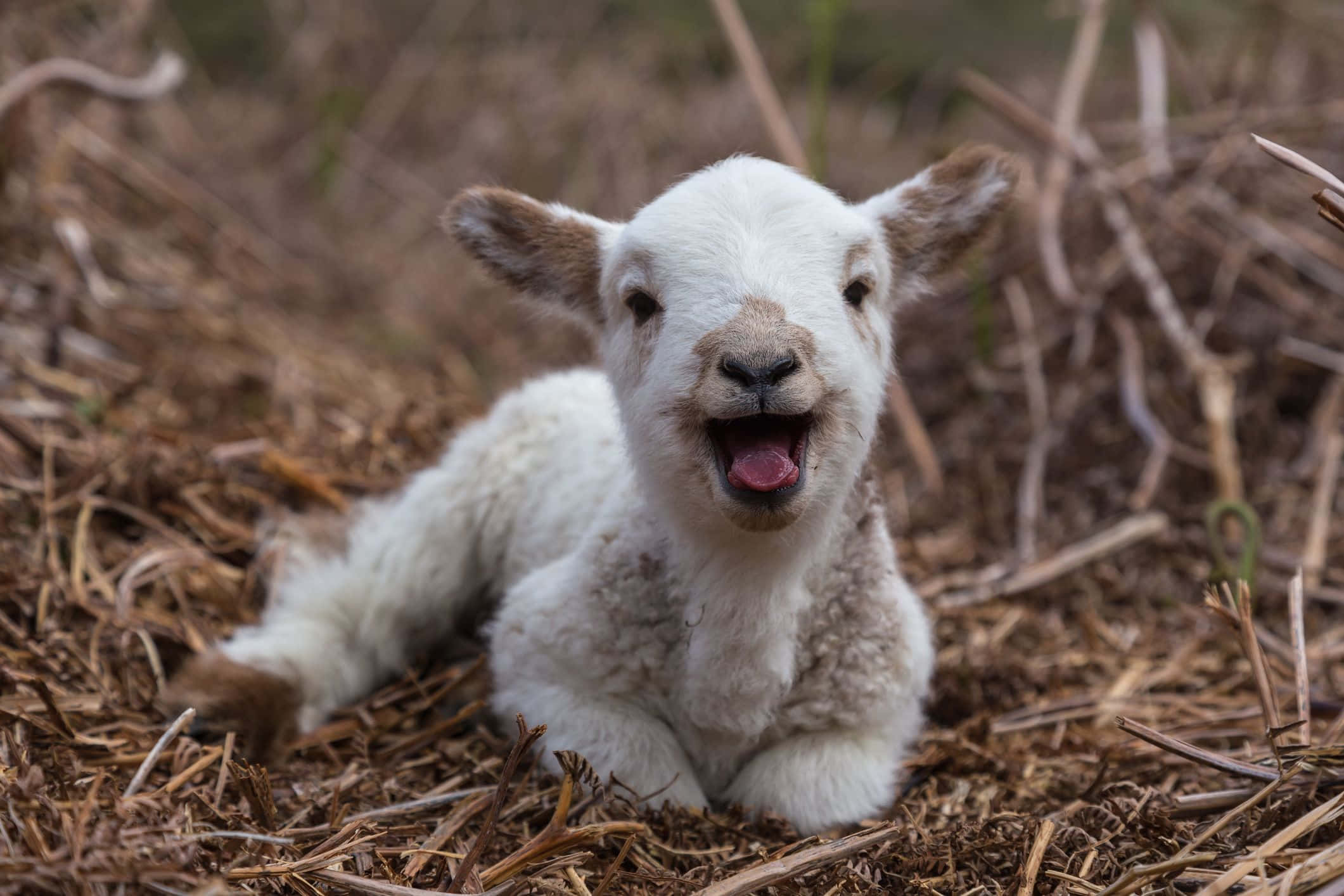 Lamb 桌布 壁紙 — 一隻毛茸茸的白色小羊躺在乾草上，張開嘴巴，表情歡樂。