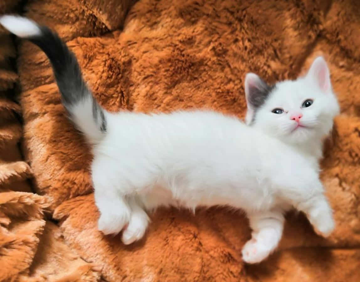 Munchkin Cat 桌布 壁紙 — 一隻毛茸茸的白色小貓，尾巴尖端灰色，懶洋洋地躺在柔軟的橙色毯子上，好奇地抬頭看。