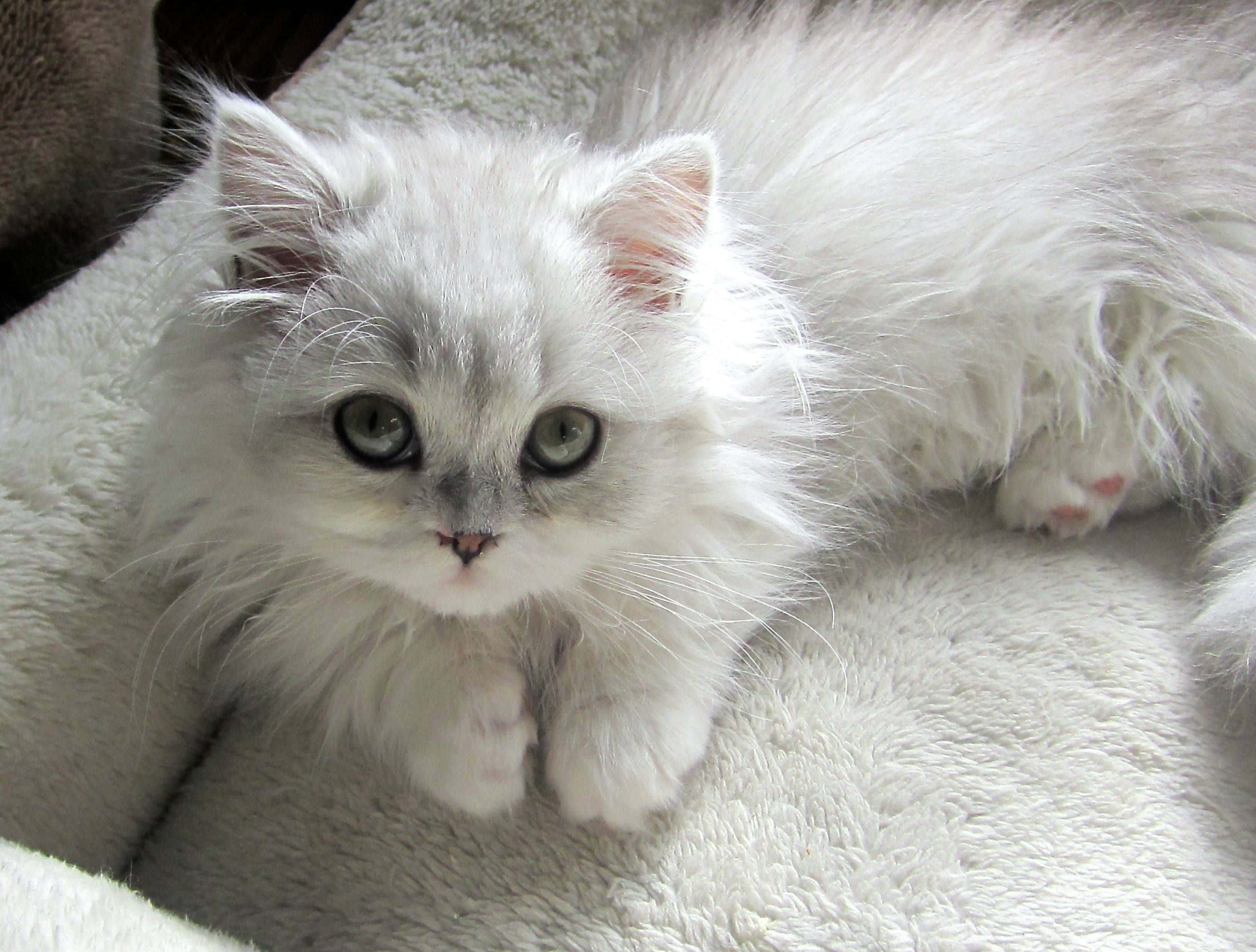 Napoleon Cat 桌布 壁紙 — 一隻毛茸茸的白色小貓，擁有綠色眼睛，躺在柔軟有質感的毯子上，直視鏡頭。