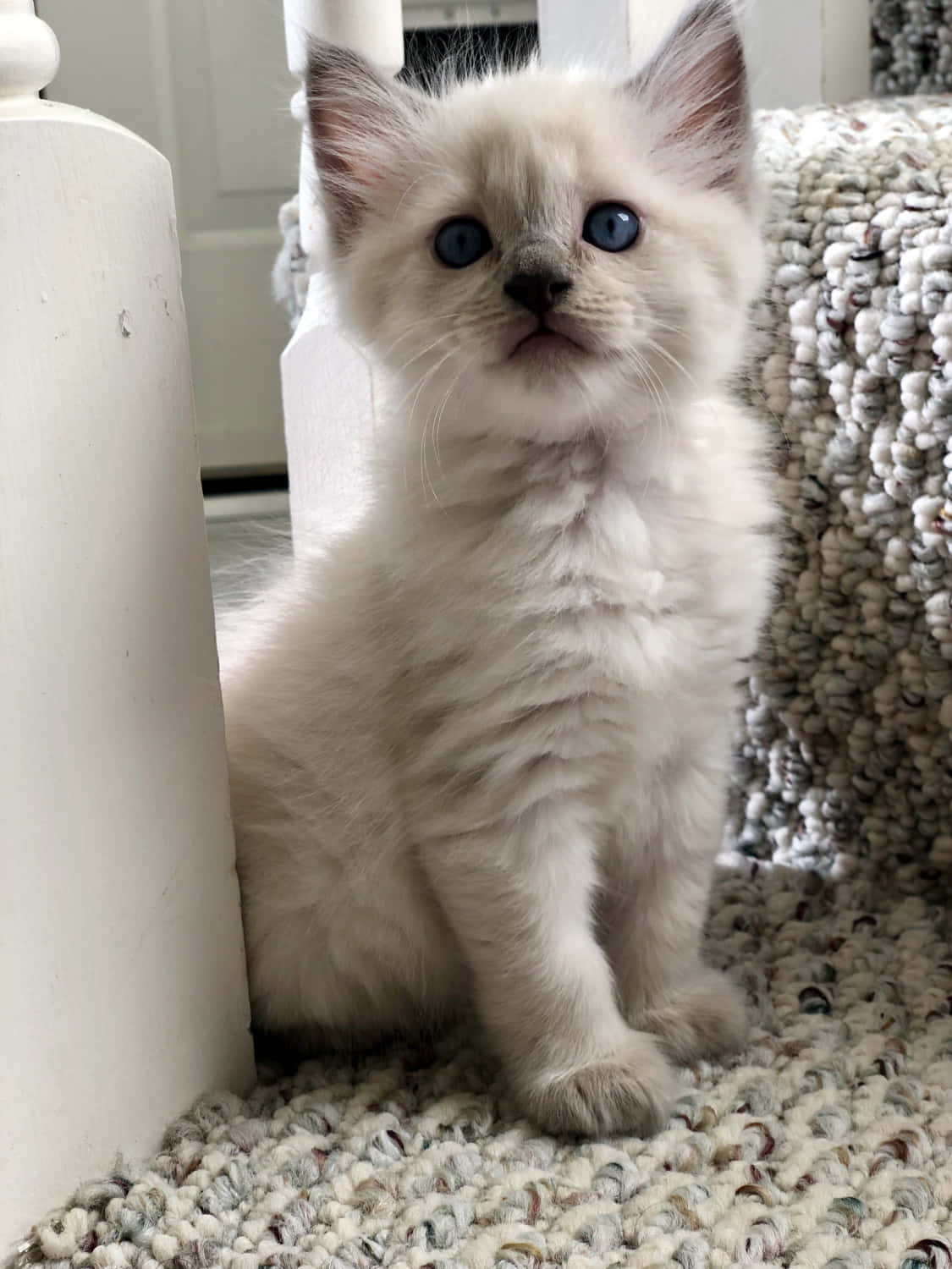Ragdoll 桌布 壁紙 — 一隻毛茸茸的白色小貓，有著引人注目的藍色眼睛，專注地坐在一張有紋理的地毯上，旁邊是一根白色的木柱。