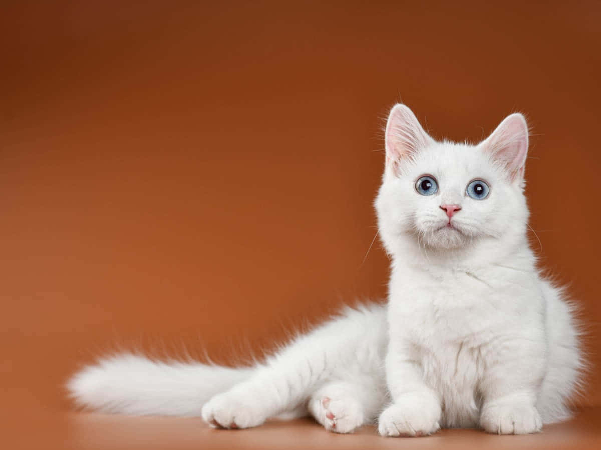 Munchkin Cat 桌布 壁紙 — 一隻毛茸茸的白色小貓，有著引人注目的藍色眼睛，警覺地坐在溫暖的赤陶背景前。