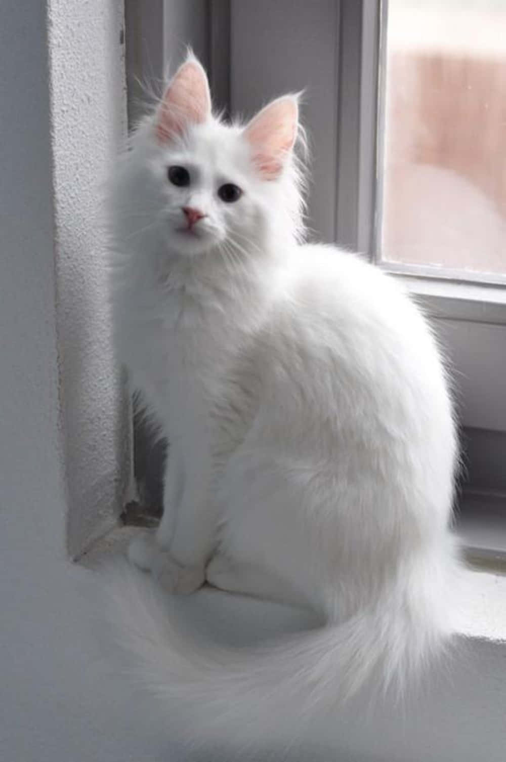 Turkish Angora 桌布 壁紙 — 一隻毛茸茸的白色小貓，長著粉紅色的耳朵，靜靜地坐在灑滿柔和自然光的窗台上。
