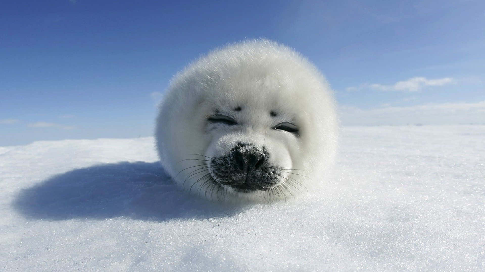 Winter Animal 桌布 壁紙 — 一隻毛茸茸的白色海豹寶寶在晴朗的藍天下，在雪地上閉著眼睛安靜地休息。