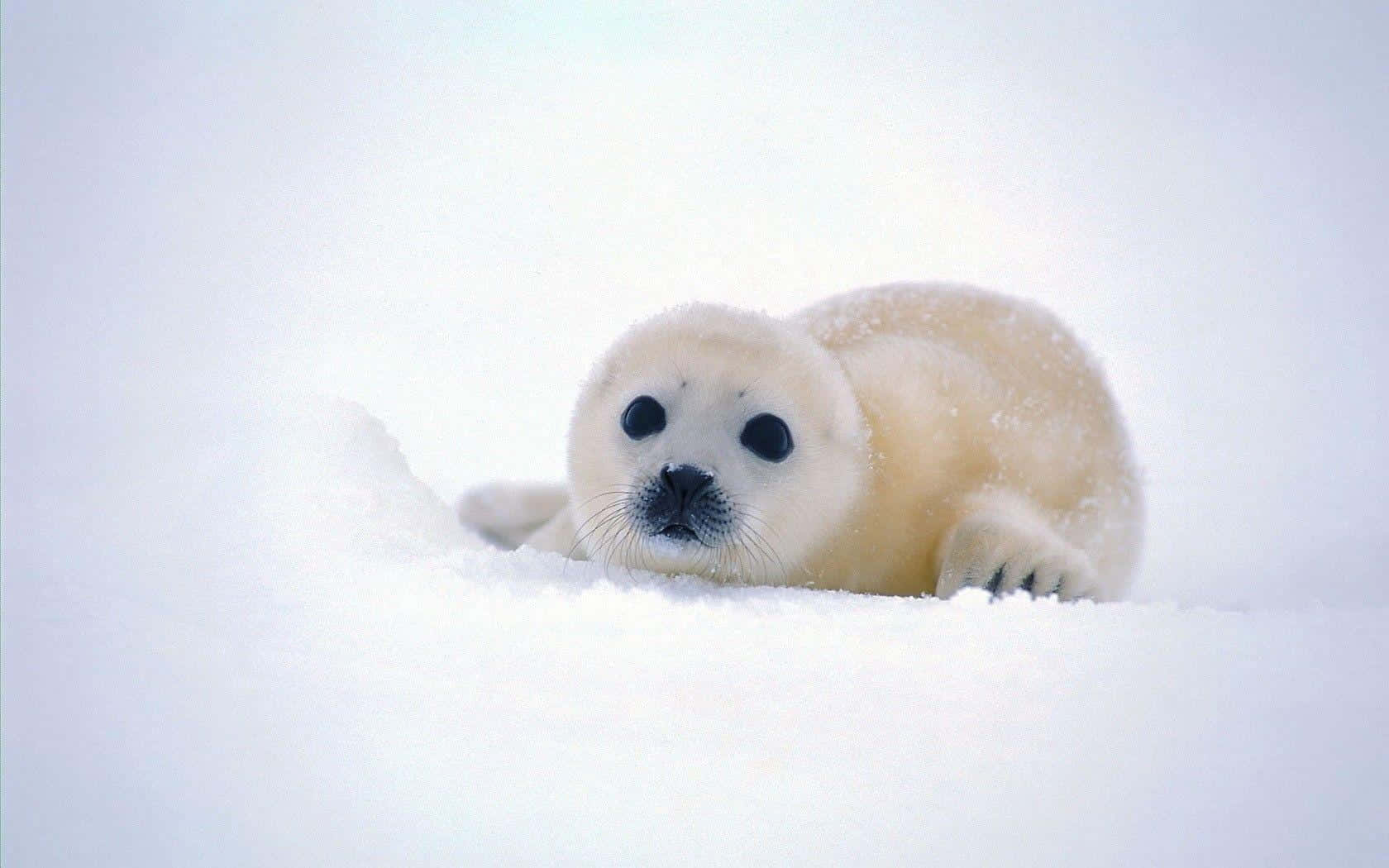 Kawaii Sea Creatures 桌布 壁紙 — 一隻毛茸茸的白色海豹寶寶在柔軟的雪中休息，大大的黑眼睛在明亮的冬日場景中向前凝視。