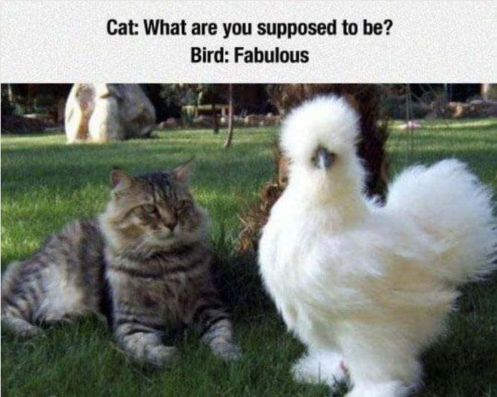 Pet Memes 桌布 壁紙 — 一隻毛茸茸的白色絲羽雞自豪地站在一隻正在曬太陽的虎斑貓旁邊，背景是陽光明媚的草地。