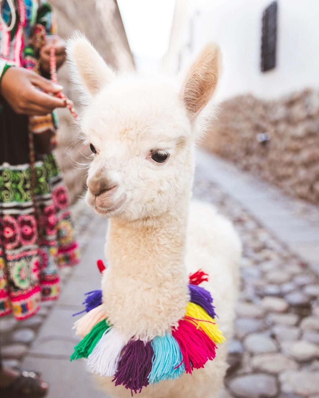 Alpaca 桌布 壁紙 — 一隻毛茸茸的白色羊駝，戴著彩虹色流蘇頸圈，站在鵝卵石街道上，旁邊是一位身穿色彩繽紛傳統服飾的人。