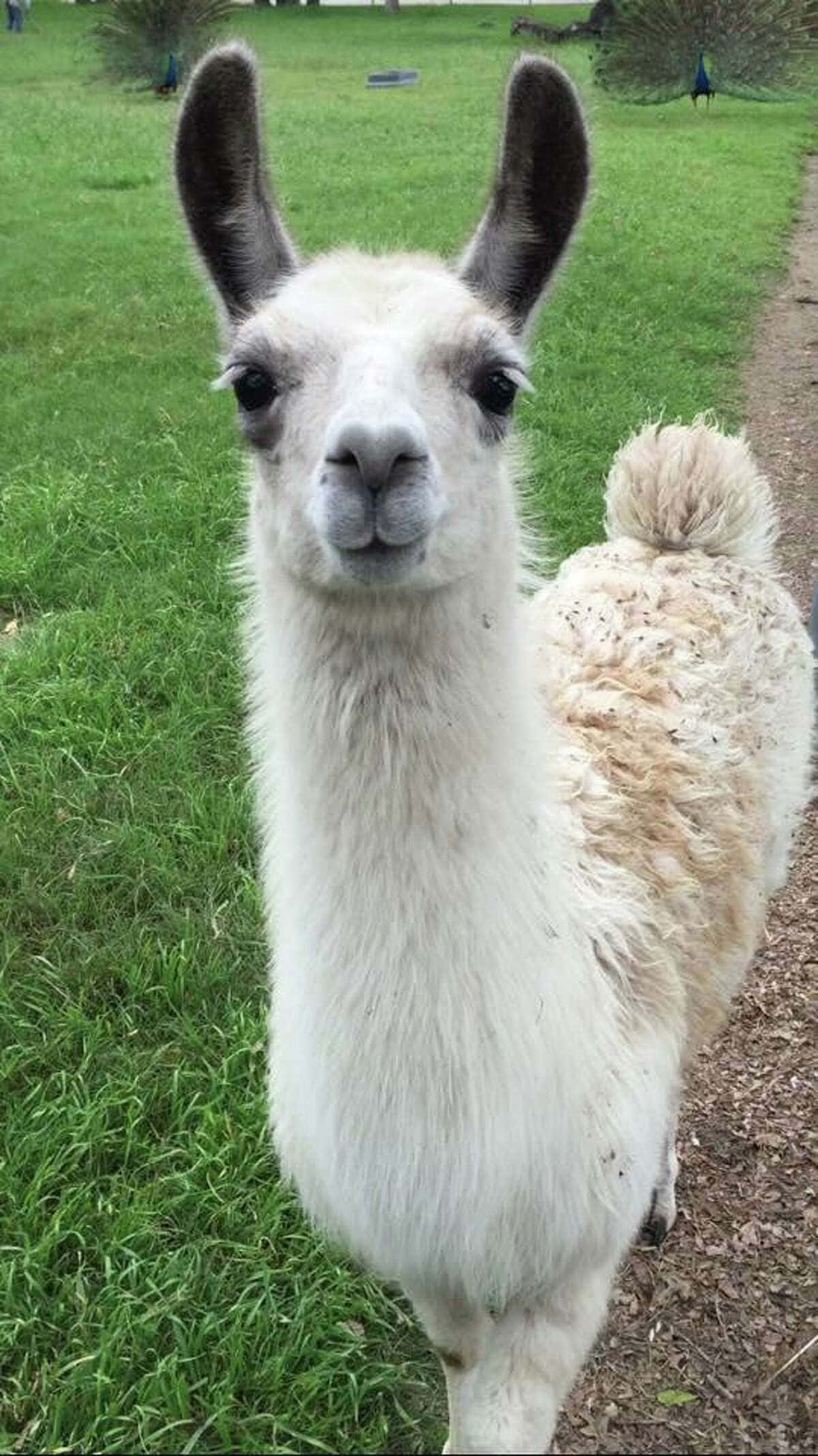 Alpaca 桌布 壁紙 — 一隻毛茸茸的白色羊駝，有大耳朵，站在泥路旁邊的草地上，靠近鏡頭。