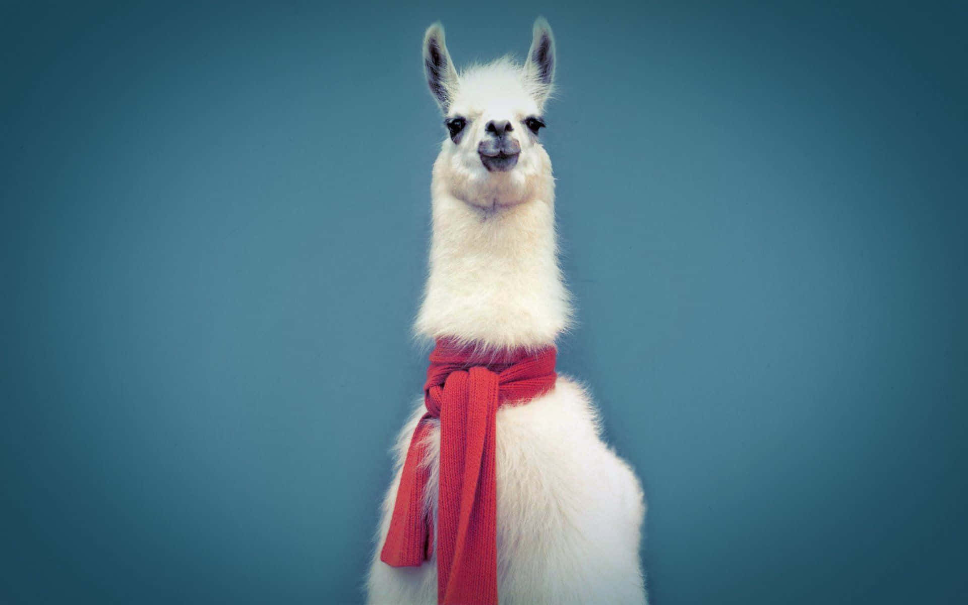 Kawaii Llama 桌布 壁紙 — 一隻毛茸茸的白色羊駝戴著紅色圍巾，站在純藍色背景前，表情好奇。