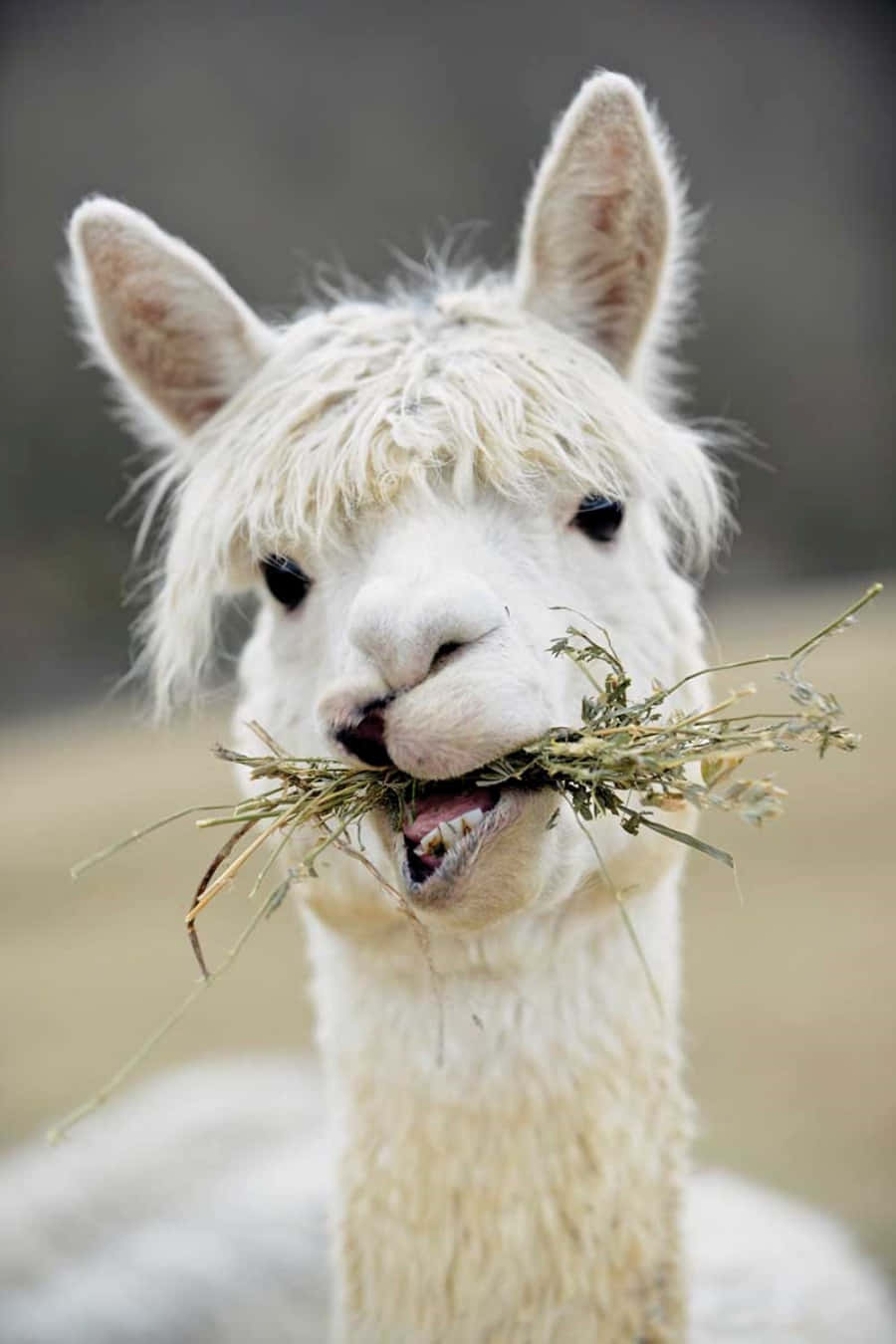 Alpaca 桌布 壁紙 — 一隻毛茸茸的白色羊駝正在咀嚼乾草的特寫，背景柔和模糊。
