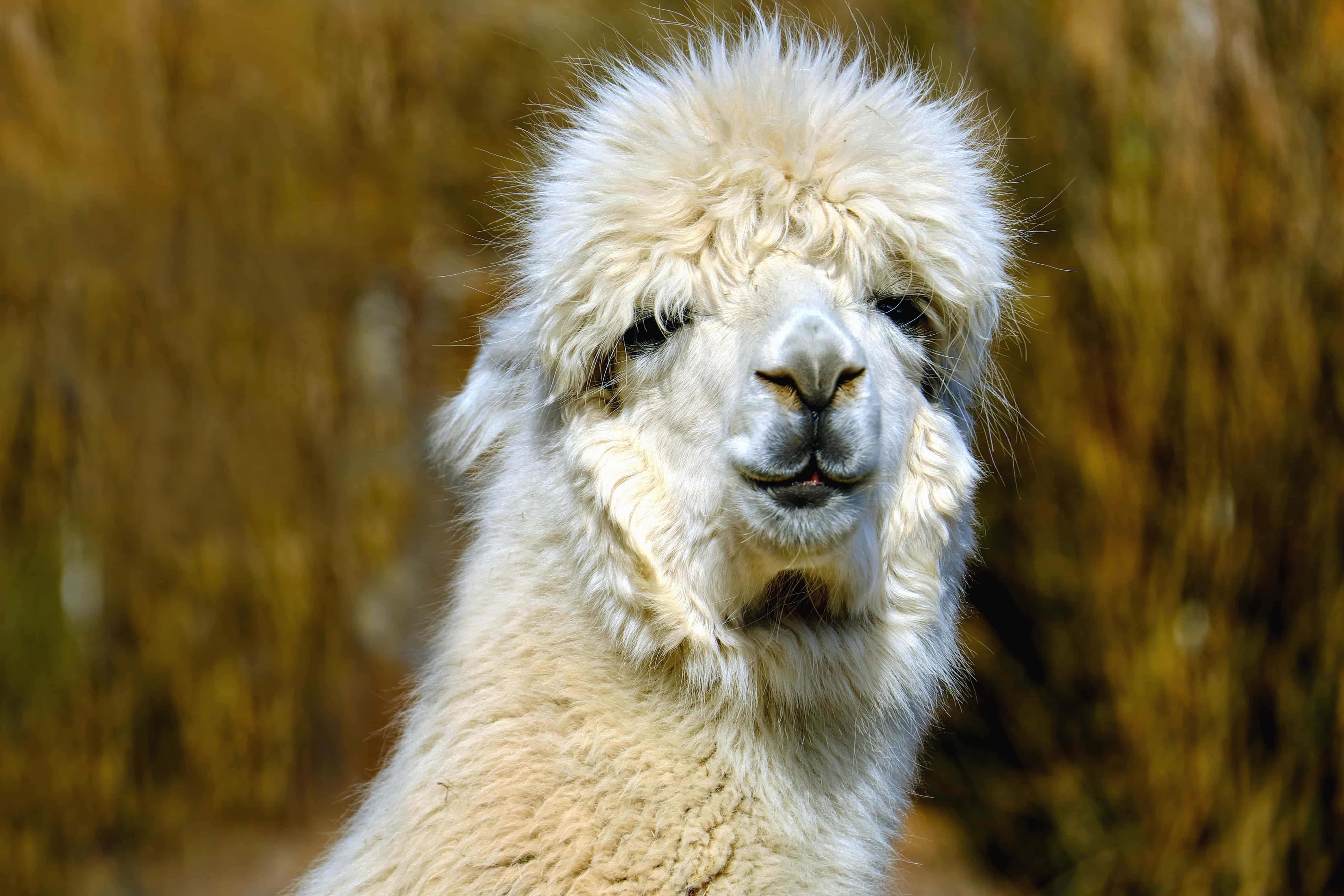 Alpaca 桌布 壁紙 — 一隻毛茸茸的白色羊駝特寫，帶著好奇的表情，背景是模糊的金棕色。