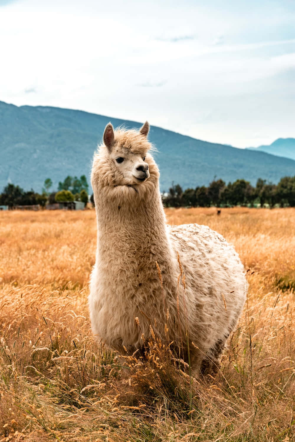 Kawaii Llama 桌布 壁紙 — 一隻毛茸茸的白色羊駝站在金色的田野中，遠山在柔和天空下。