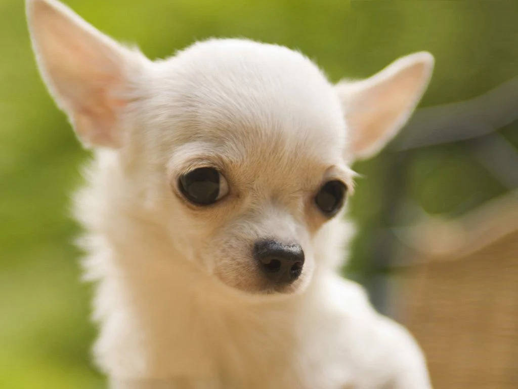 Chihuahua 桌布 壁紙 — 一隻毛茸茸的白色芝娃娃，有著大大的深色眼睛和豎起的耳朵，在模糊的綠色背景下溫柔地凝視的特寫。