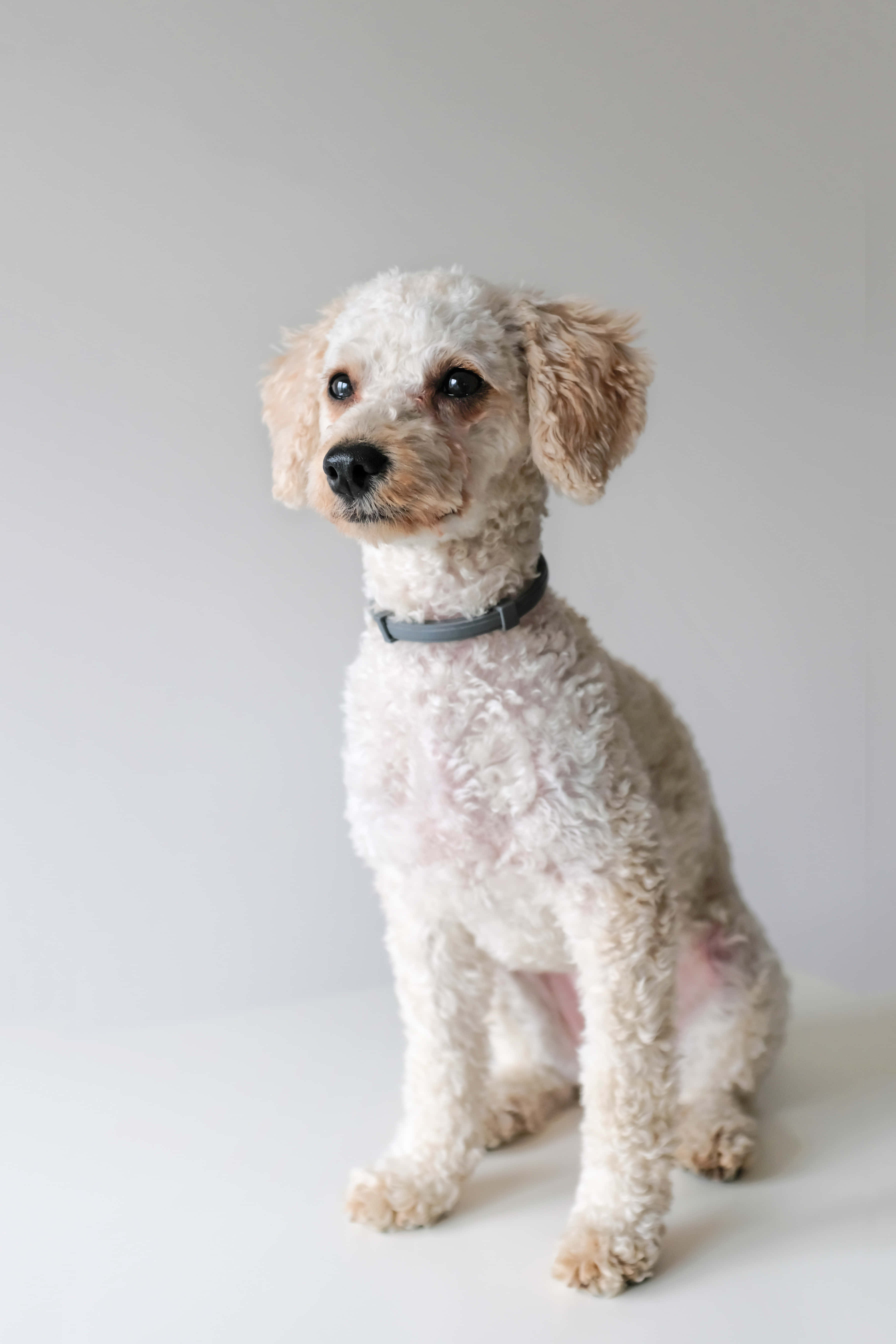 Poodle 桌布 壁紙 — 一隻毛茸茸的白色貴賓犬，有棕色的耳朵，戴著灰色項圈，在純白背景前專注地坐著。