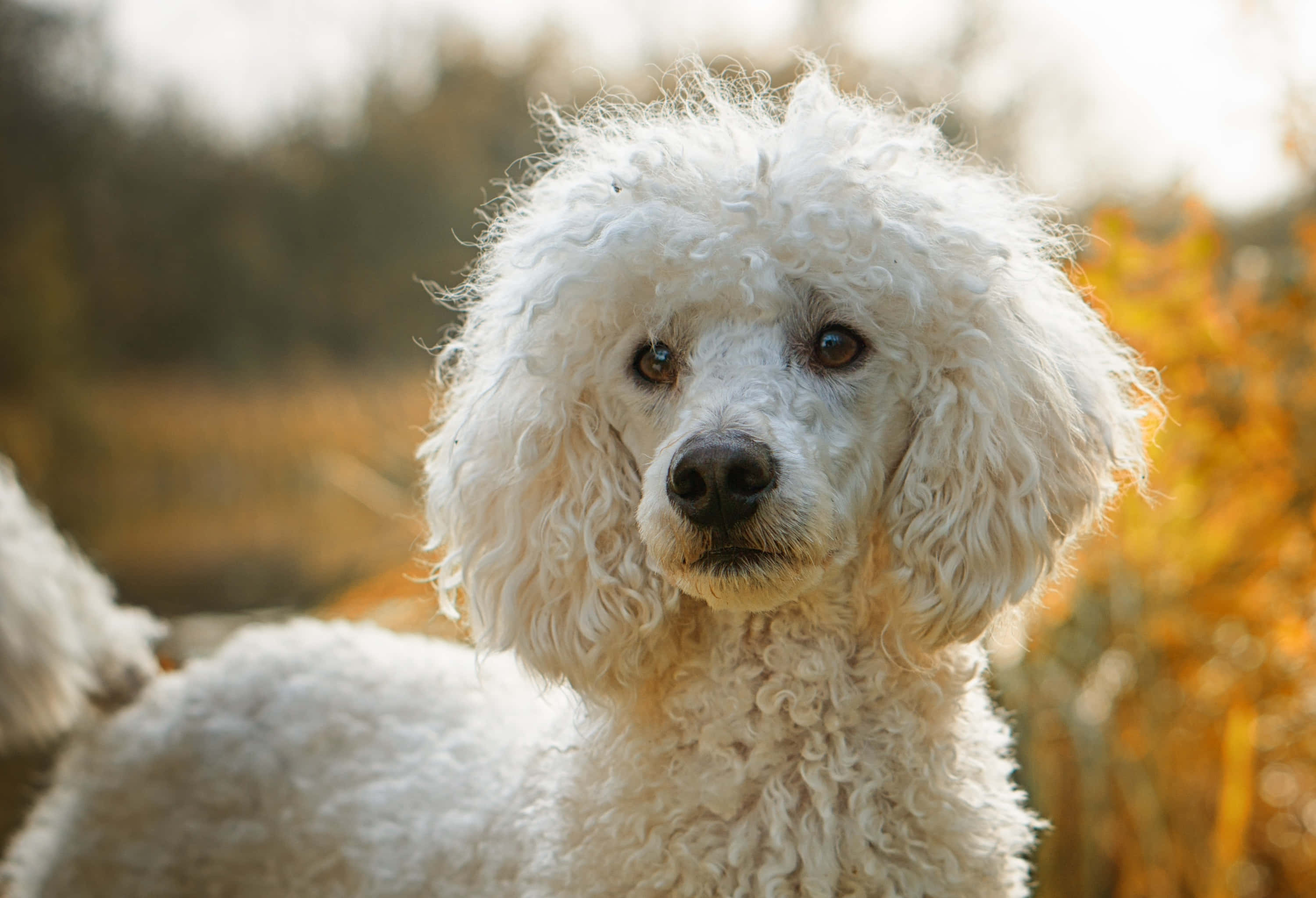 Poodle 桌布 壁紙 — 一隻毛茸茸的白色貴賓犬在溫暖的金色秋日背景下溫柔地凝視著相機。