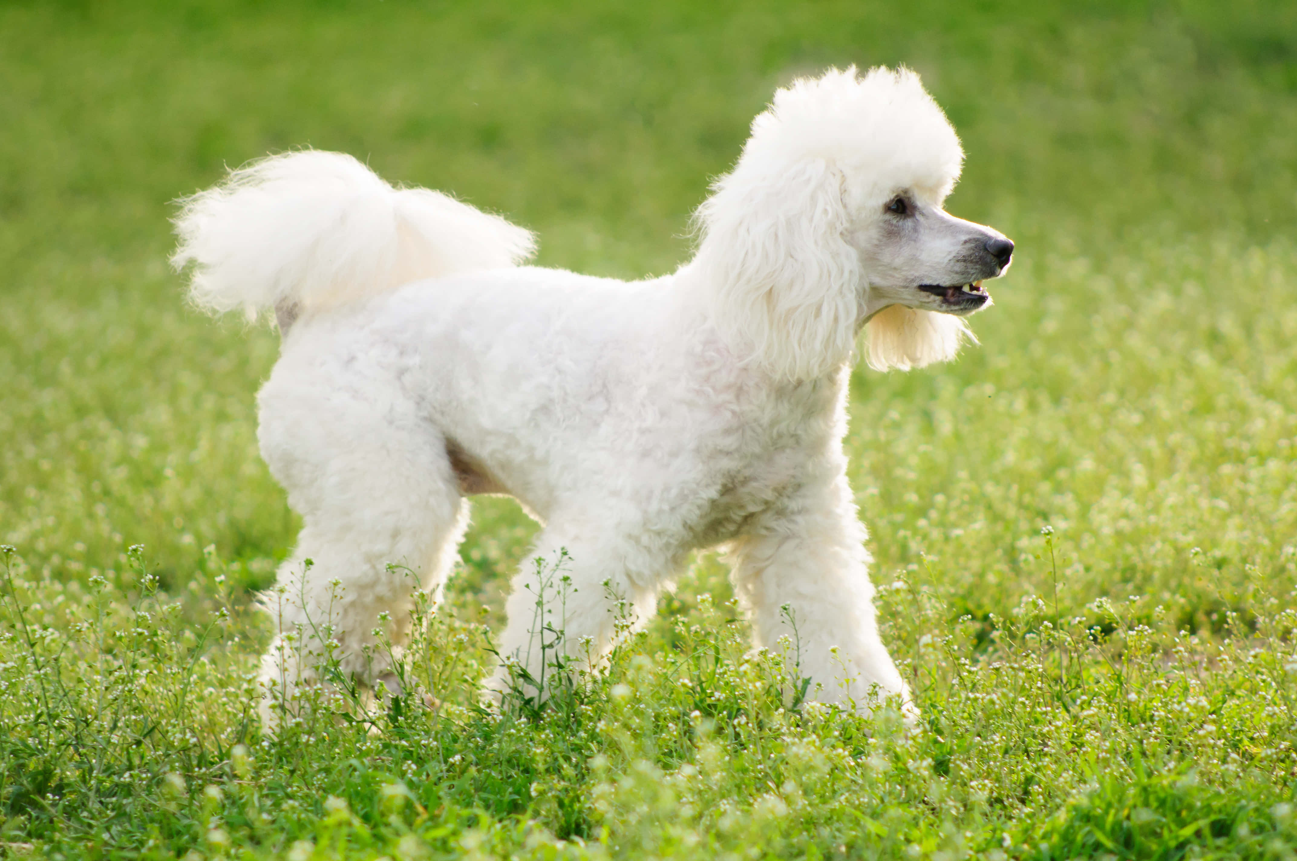 Poodle 桌布 壁紙 — 一隻毛茸茸的白色貴賓犬在陽光明媚的綠草和野花田中警覺地站立。