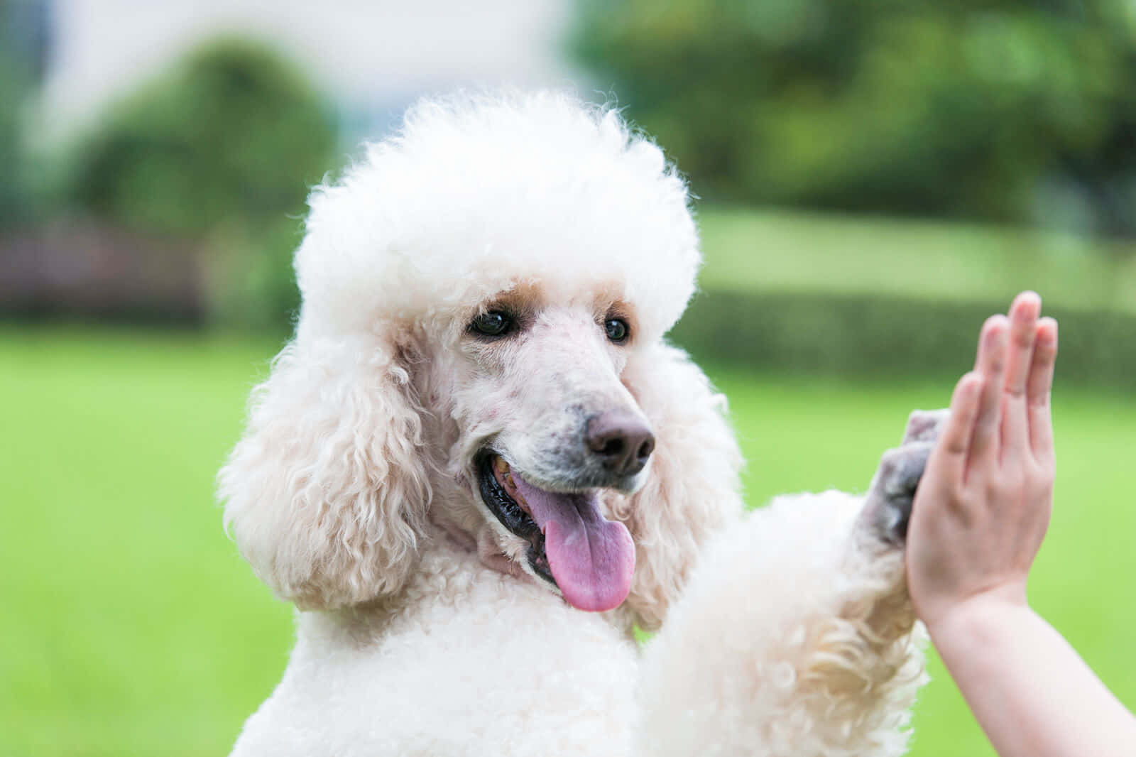 Poodle 桌布 壁紙 — 一隻毛茸茸的白色貴賓犬在陽光明媚的綠色公園裡，高興地與人的手擊掌。