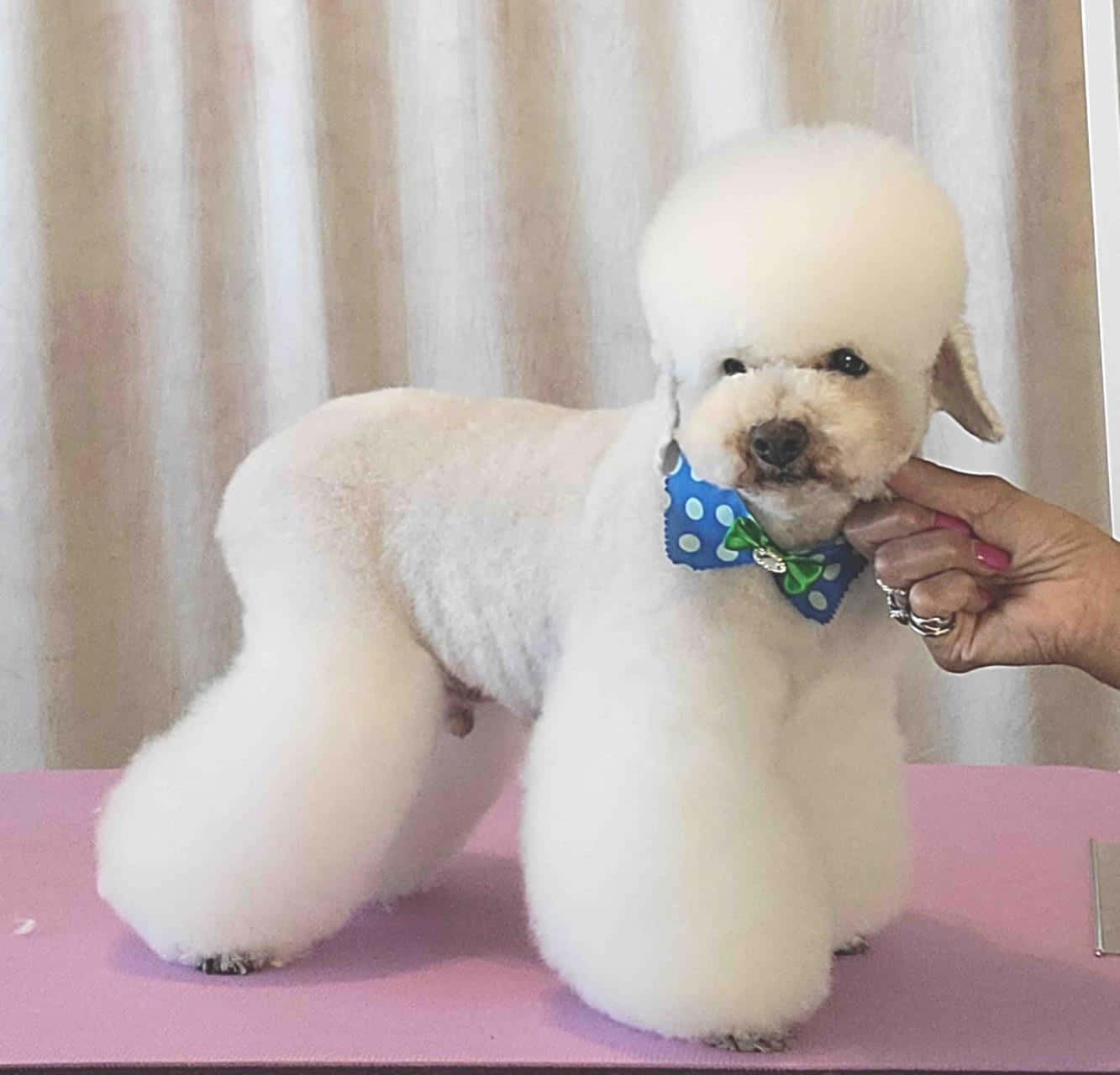 Poodle 桌布 壁紙 — 一隻毛茸茸的白色貴賓犬戴著藍色圓點蝴蝶結，站在粉紅色的美容桌上，一隻手輕輕托著牠的下巴。